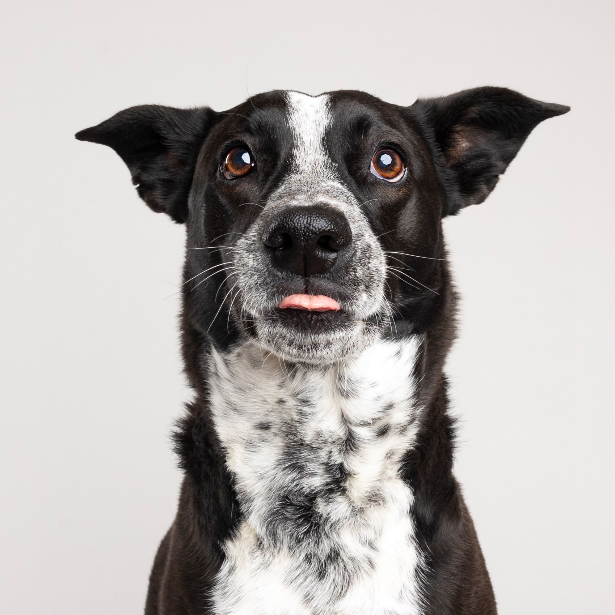 Derp mode: ACTIVATED! 🤪🐕&zwj;🦺 Literally Penelope after hearing someone open anything that MIGHT be snacks. 🤤🍖

#derpmode #dogsofinstagram #scottsdaledogphotographer #petstudiophotographer #phoenixpetphotographer
