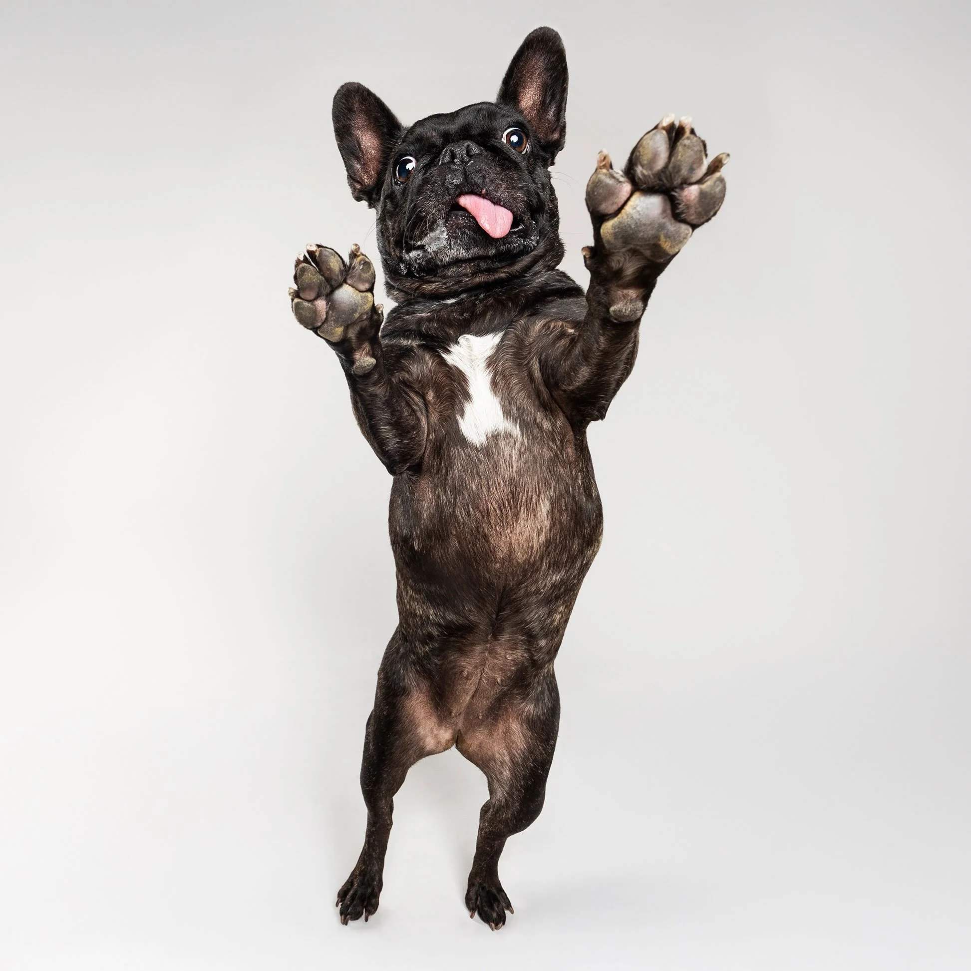 Roxy&rsquo;s celebrating #tongueouttuesday with a little jig! 👅 Her tongue has a permanent reservation outside her mouth and we are all here for it! 🙋&zwj;♀️

#frenchie #frenchielove #petphotographer #dogphotographer