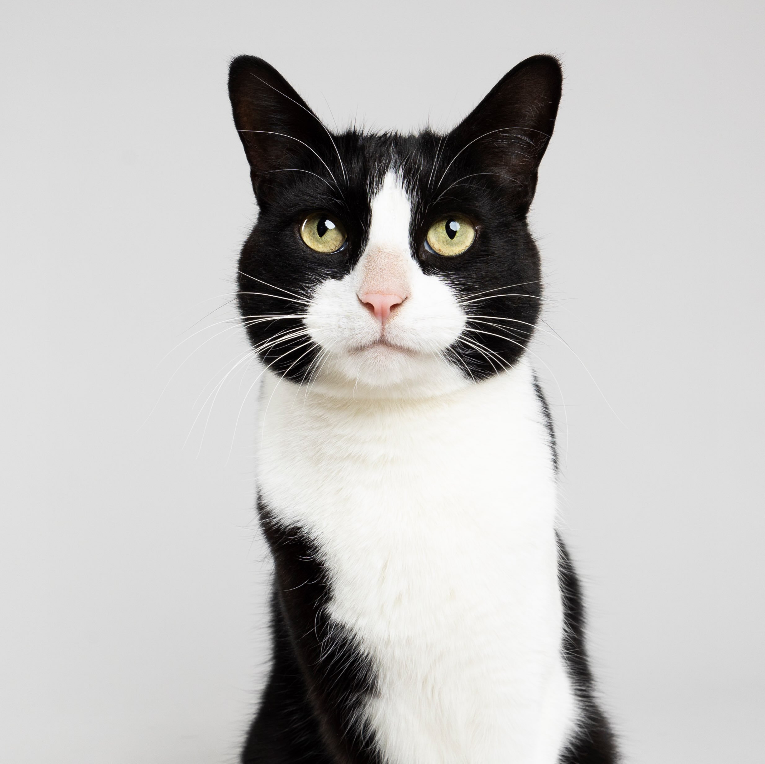 TJ needed a new LinkedIn headshot. He may have taken it a little too far, ya know, wearing a tuxedo and all. 🐈&zwj;⬛🤔

#catphotographer #tuxedocat #petphotographer #scottsdalepetphotographer #tuxedocatsofinstagram