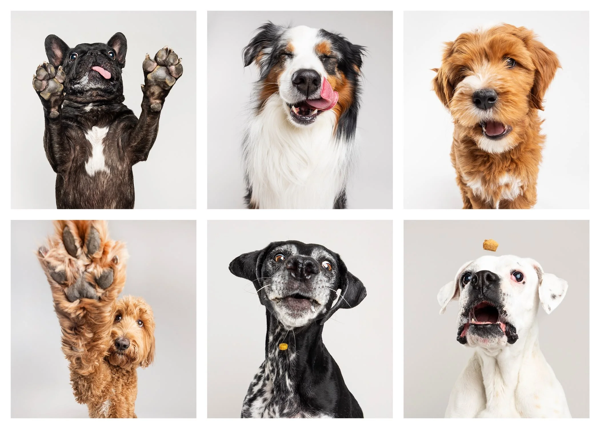 Happy National Dog Day to every kind of dog 🐾 The fluffy ones. The wiry ones. The big ones who think they&rsquo;re tiny. The little ones who are convinced they&rsquo;re in charge. The brilliant ones. The lovable goofballs. The ones who are always on