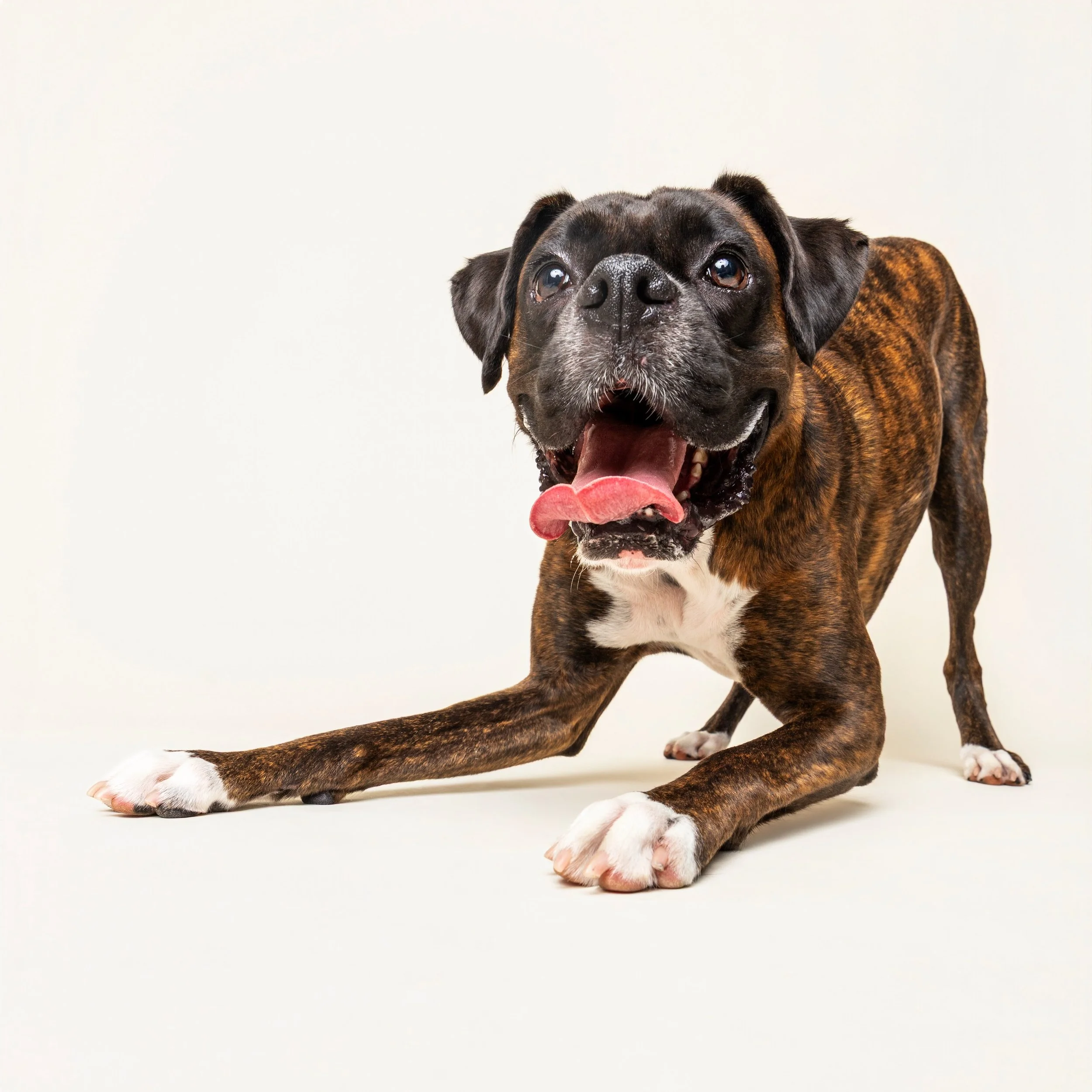 Meet Mr. Frank! 🥊 This goob has the most wiggly little nub of a tail you&rsquo;ve ever seen! Balls, treats, squeaks, peanut butter&hellip;they all got it movin&rsquo;! So. Much. Fun!!!

#boxer #boxerlove #scottsdalepetphotographer #phoenixdogphotogr