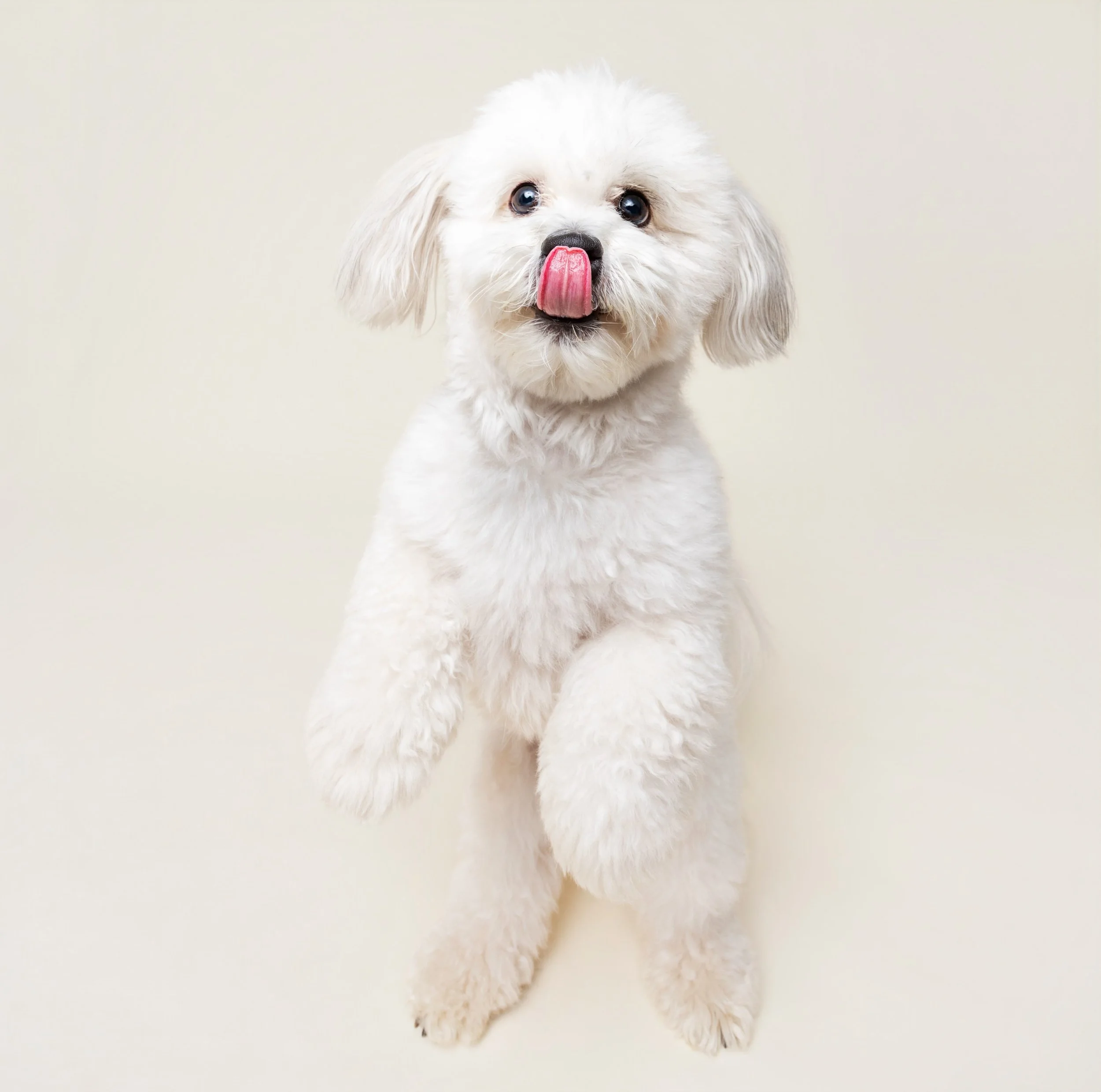 It&rsquo;s tongue out Tuesday! Oooooohhhh&hellip; And toes up Tuesday! And tap dance Tuesday! And treat-o Tuesday! And fluffy tail Tuesday! I can go on and on!! Any way you take this day of the week, Winston has them ALL covered! 🐶

#tongueouttuesda
