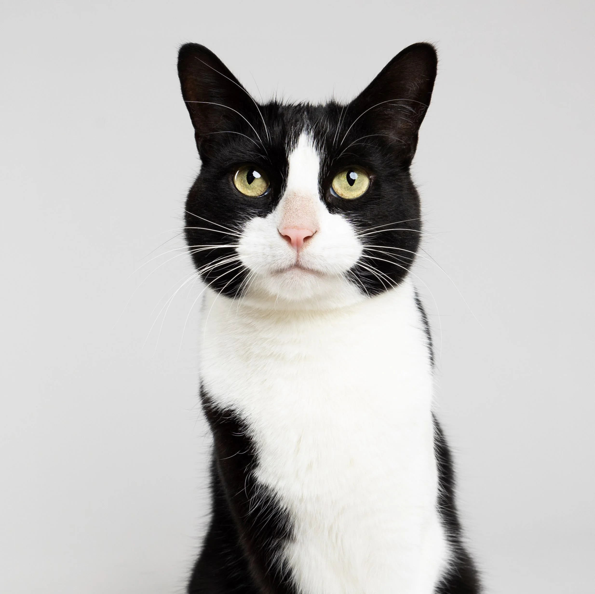 TJ needed a new LinkedIn headshot. He may have taken it a little too far, ya know, wearing a tuxedo and all. 🐈&zwj;⬛🤔

#catphotographer #tuxedocat #petphotographer #scottsdalepetphotographer #tuxedocatsofinstagram