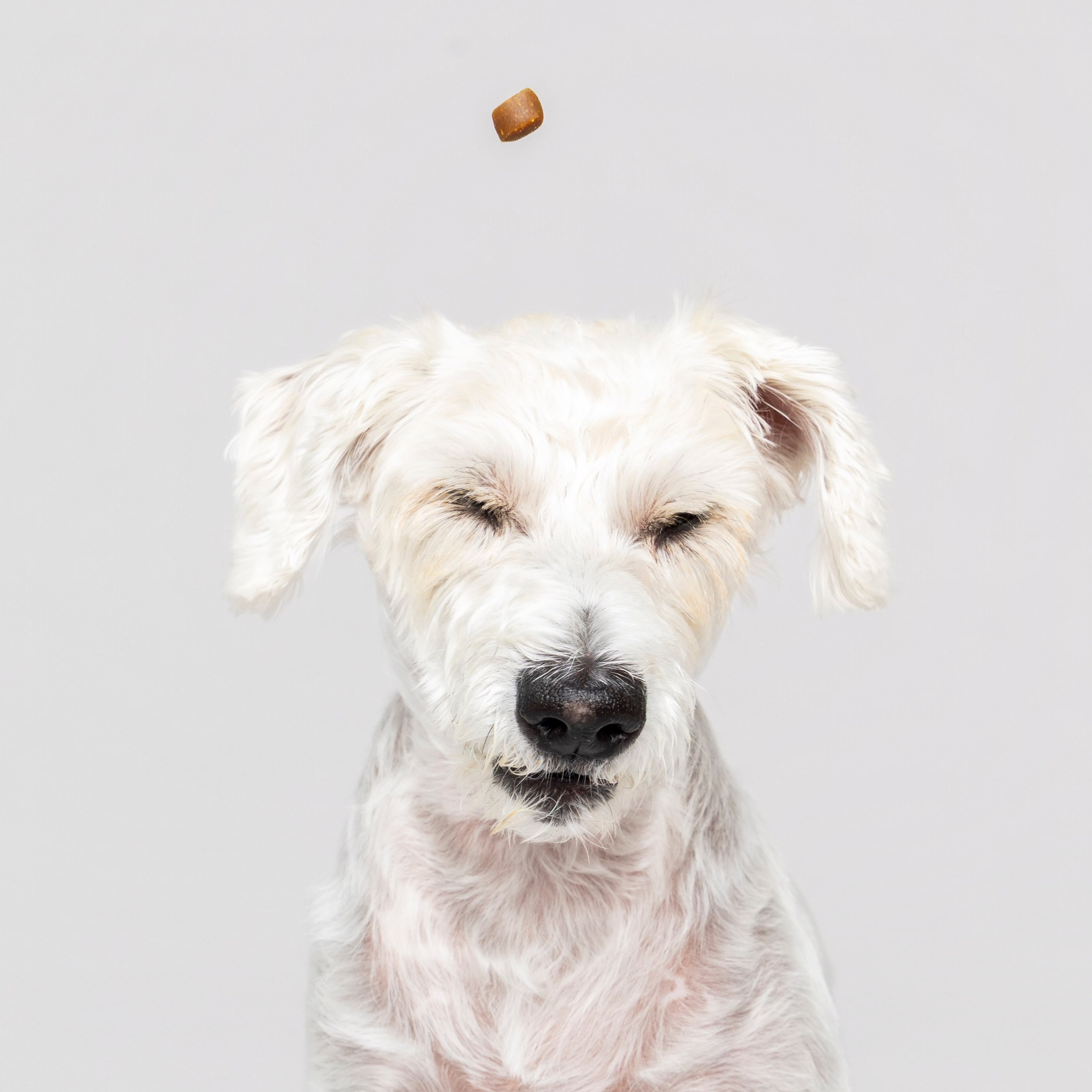 Jack may not be a big treat catcher but that doesn&rsquo;t mean he won&rsquo;t work for &lsquo;em! 🥩 He did whatever he could to make this session the best surprise for his dad! 👨🏻 

#doglovergiftidea #scottsdalepetphotographer #petphotographer #m