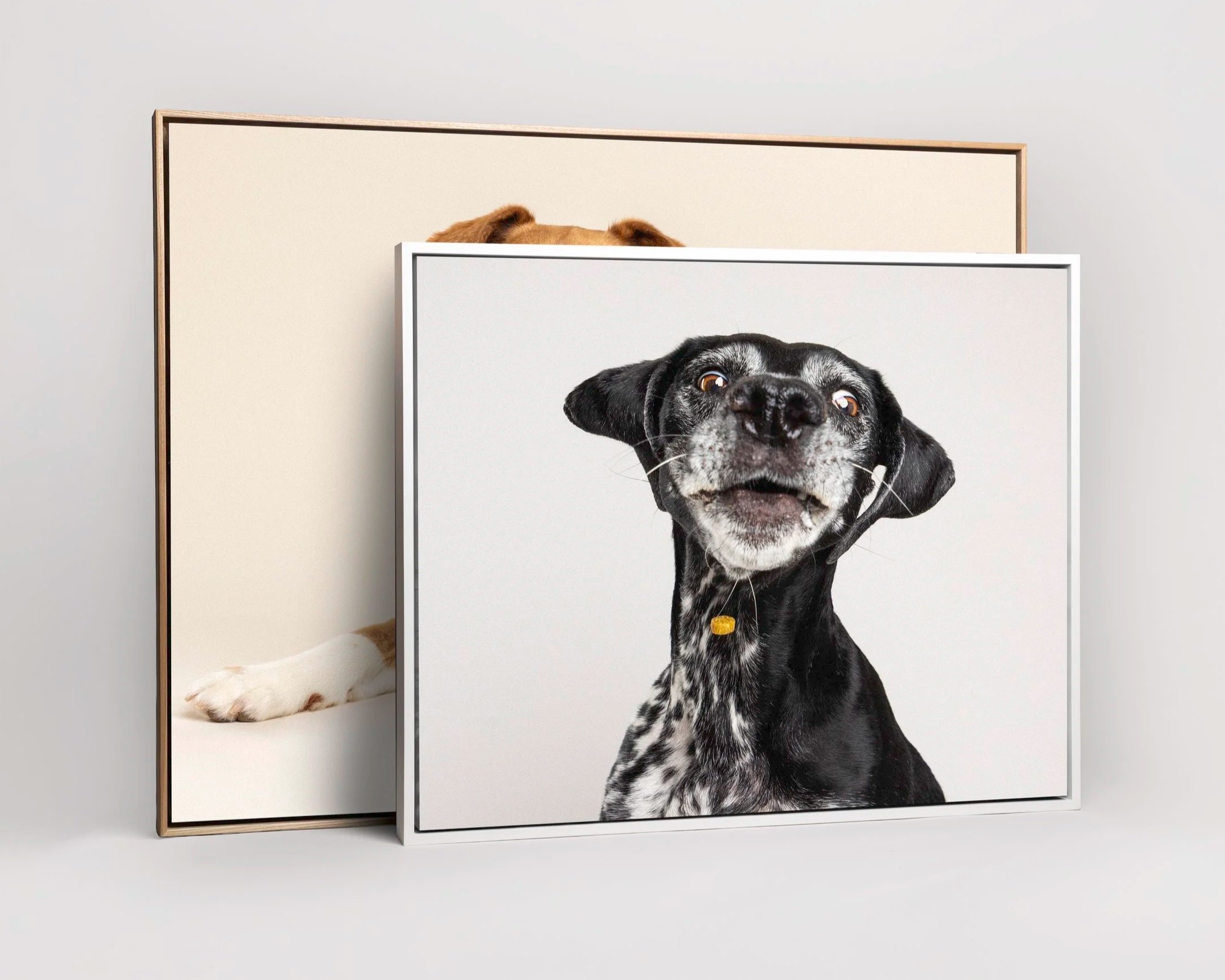 Two framed photographs of dogs, one of a black and white dog with a curious expression and one of a lying down dog with white fur and brown ears, leaning against a wall.
