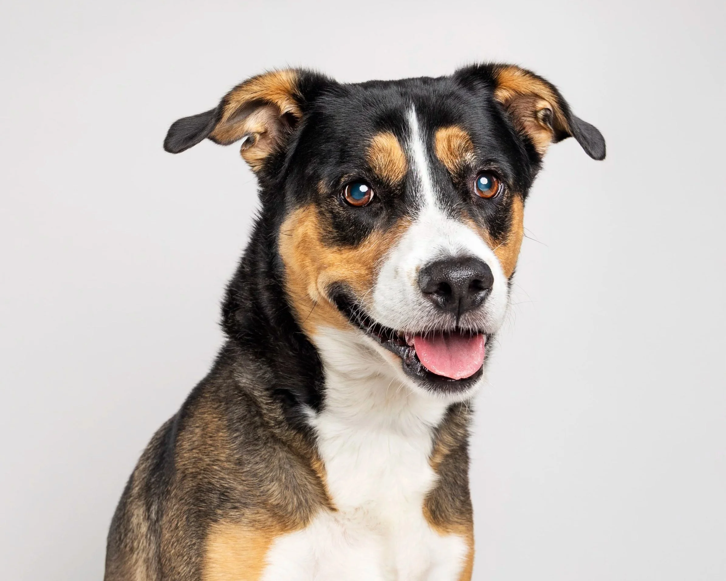 Close-up of a happy, black, brown, and white Australian Shepherd dog with bright eyes, looking directly at the camera, against a plain white background.
