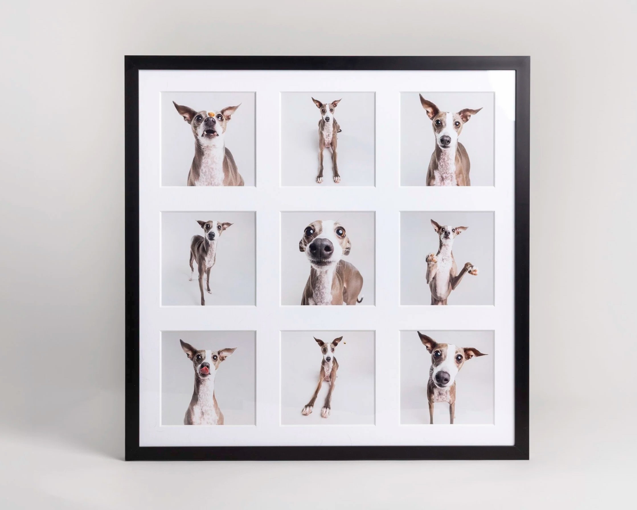 A framed photo collage featuring multiple pictures of a small dog with large ears and a distinctive facial expression, arranged in a grid pattern on a white background.
