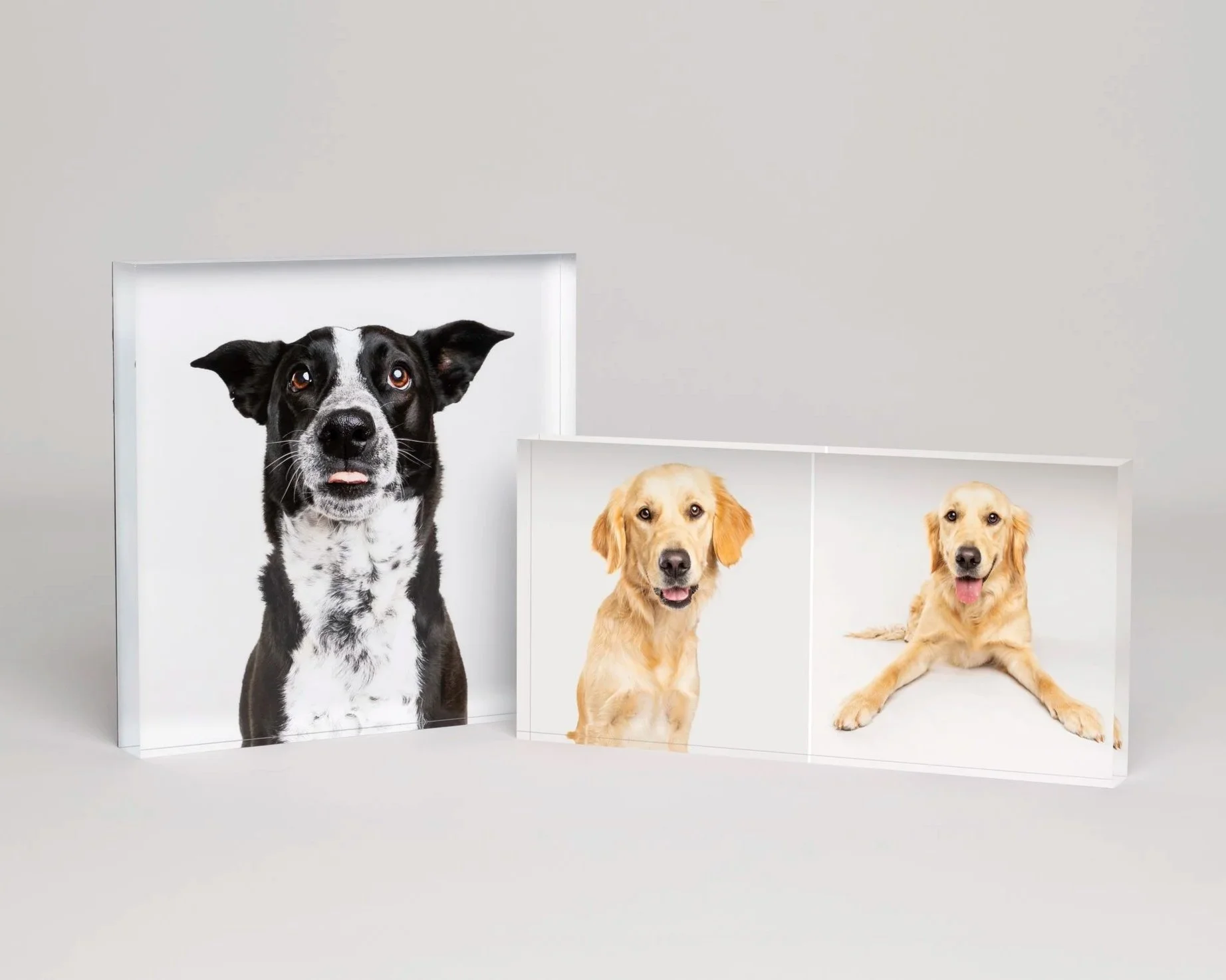 Three framed photographs of dogs on a plain background, with the largest photo of a black and white dog on the left and two smaller photos of golden retrievers on the right.