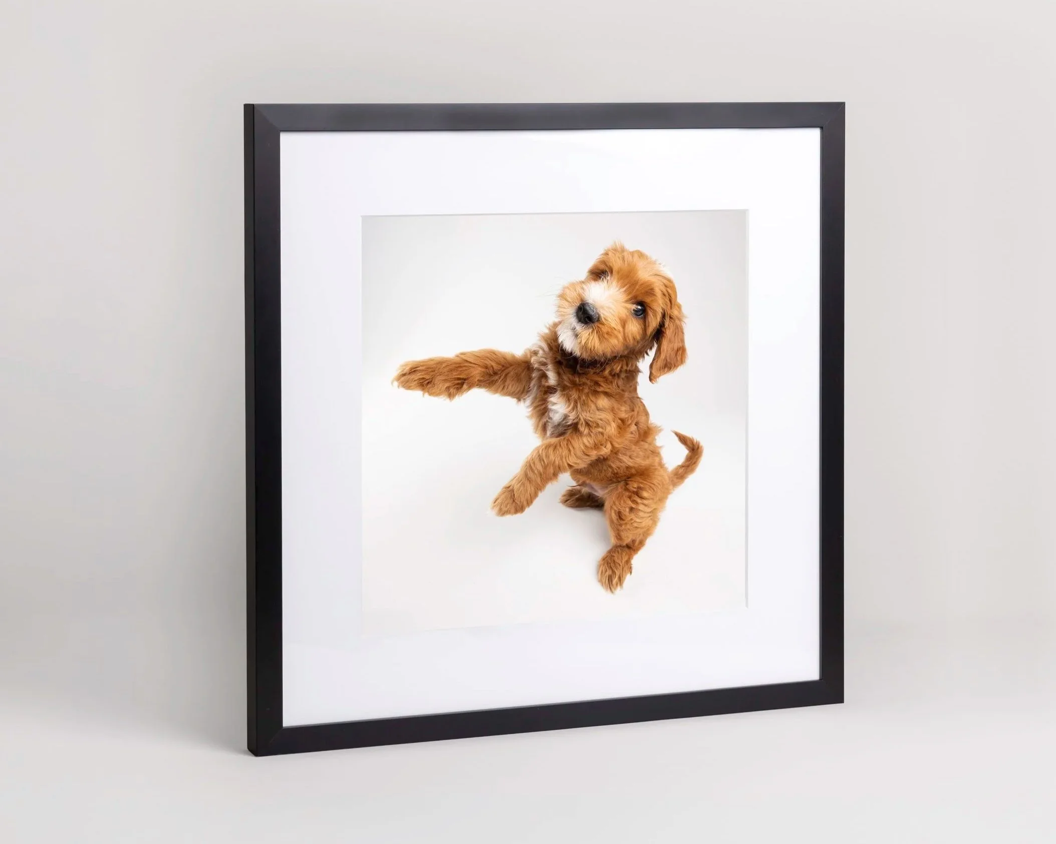 A small brown puppy with floppy ears inside a large picture frame, appearing to reach out with one paw, against a plain white background.