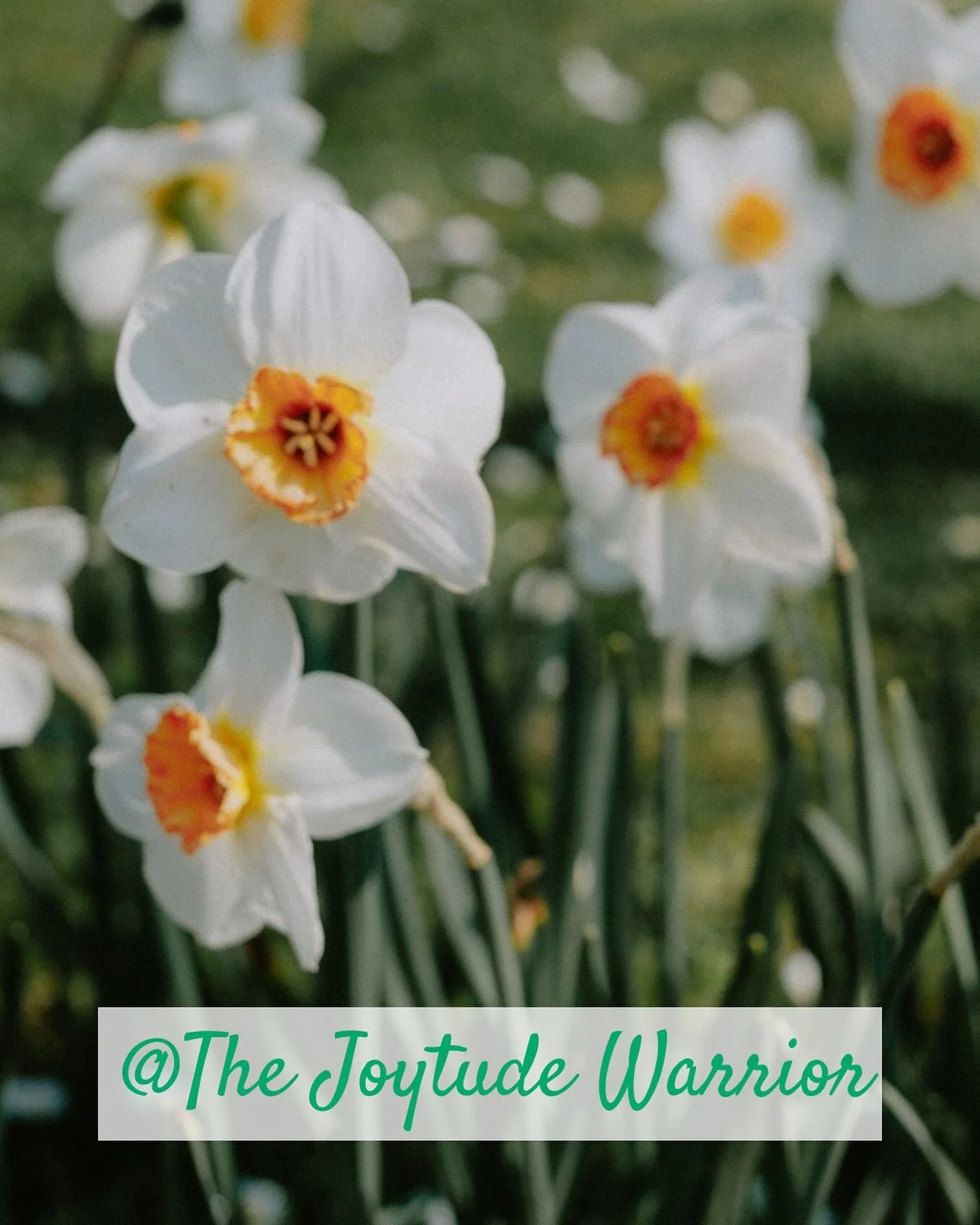 &ldquo;Joy doesn&rsquo;t need a reason&mdash;let it bloom anyway.&rdquo;~The Joytude Warrior 🌱

You don&rsquo;t have to earn it.
You don&rsquo;t have to justify it.
You don&rsquo;t need a perfectly aligned to-do list or a shining, well-behaved day. 