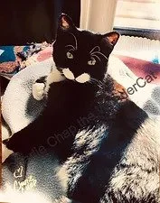 magestic black and white cat lying on a blanket.