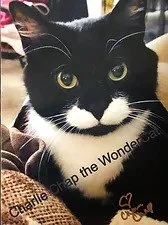 Close-up of a black and white cat with Green eyes