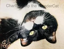 Black cat with yellow eyes lying upside down on a beige surface, looking at the camera. very cute