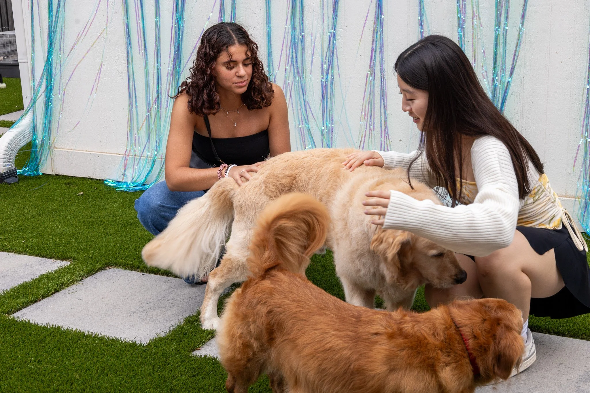 Two women are petting two golden retrievers, with one woman wearing a white sweater and the other wearing a black top. They are outside on a patio with green artificial grass and a decorative background with shiny blue streamers.