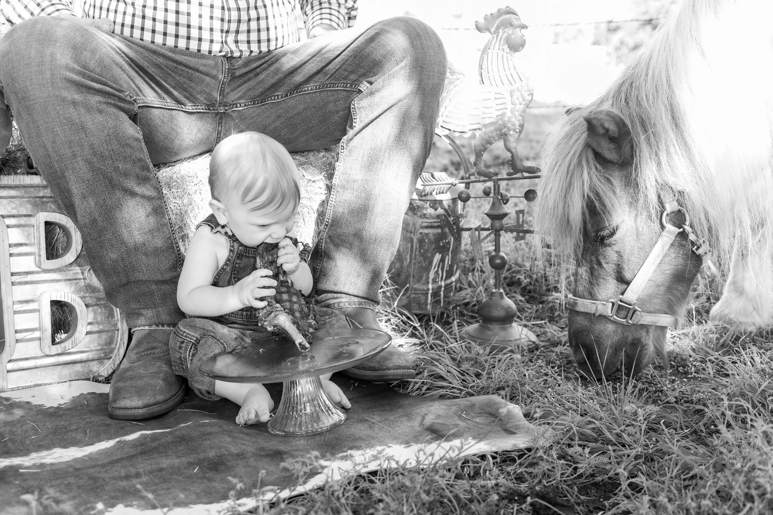 A young child sitting on hay near a small table and a white pony, with a decorative rooster statue nearby in a farm setting.