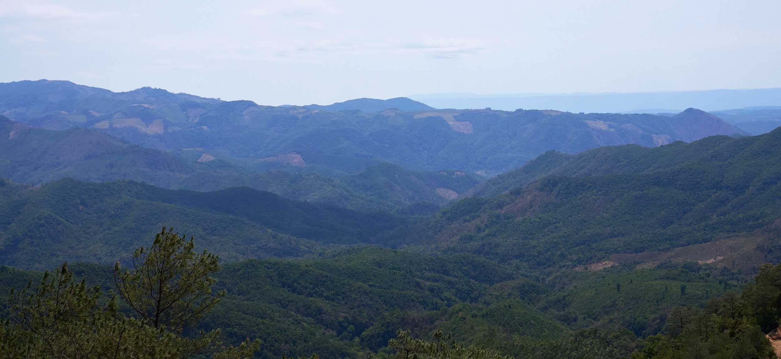 Sekong | Discover Coffee Origins — Laos Coffee