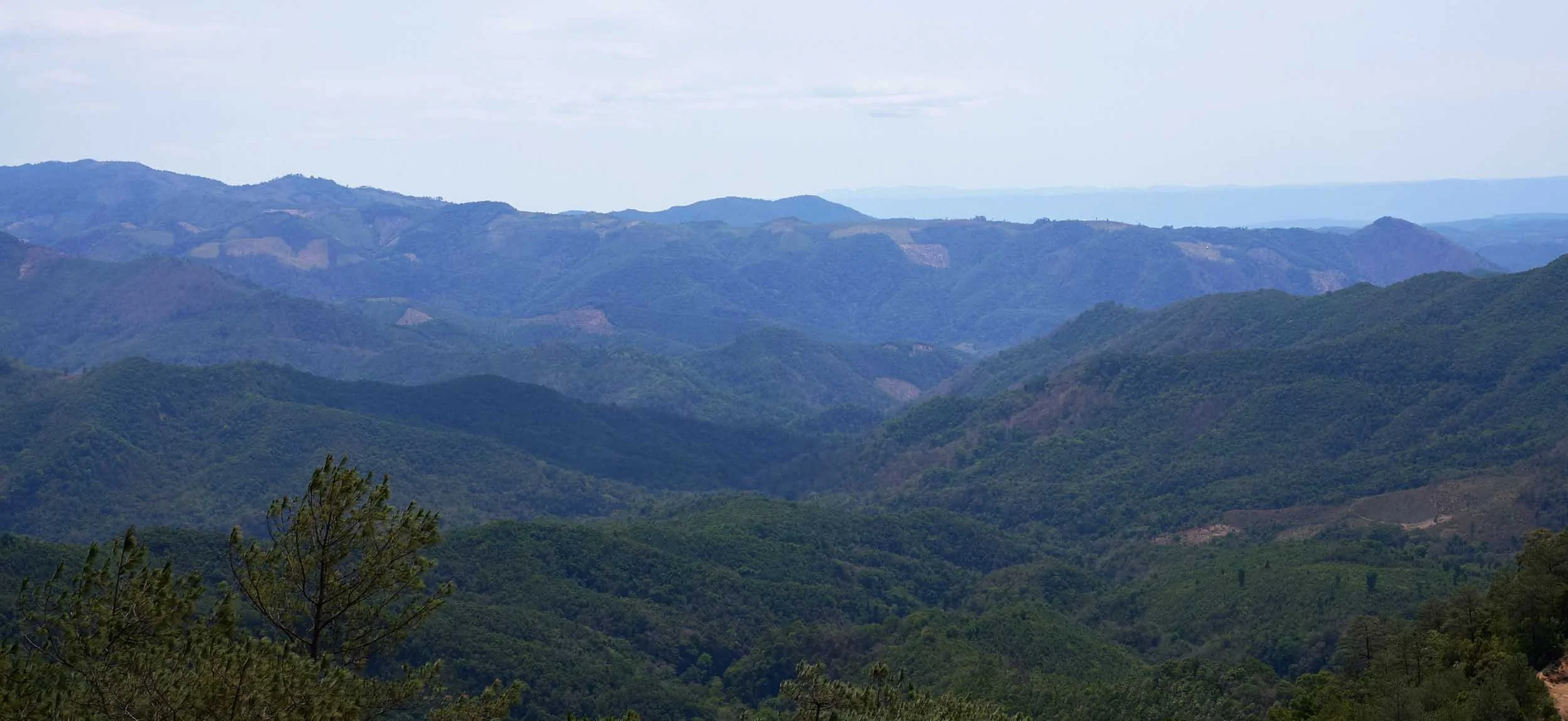 Sekong | Discover Coffee Origins — Laos Coffee