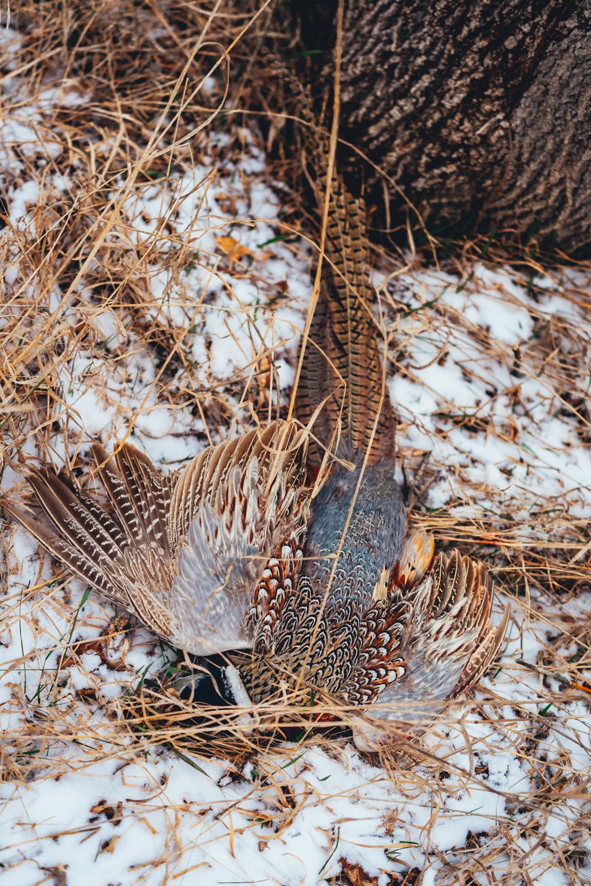 Pfeifer Proofs-31.jpg