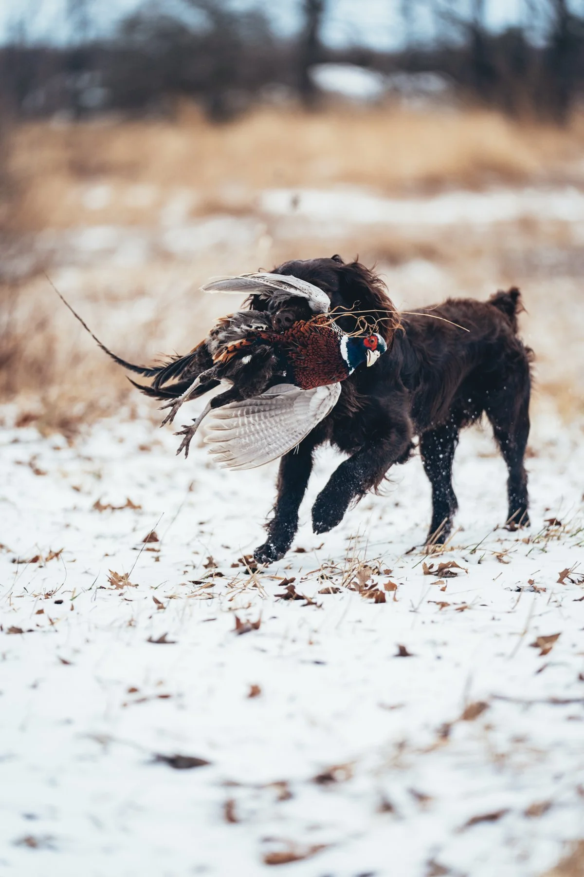 Pfeifer Proofs-16.jpg