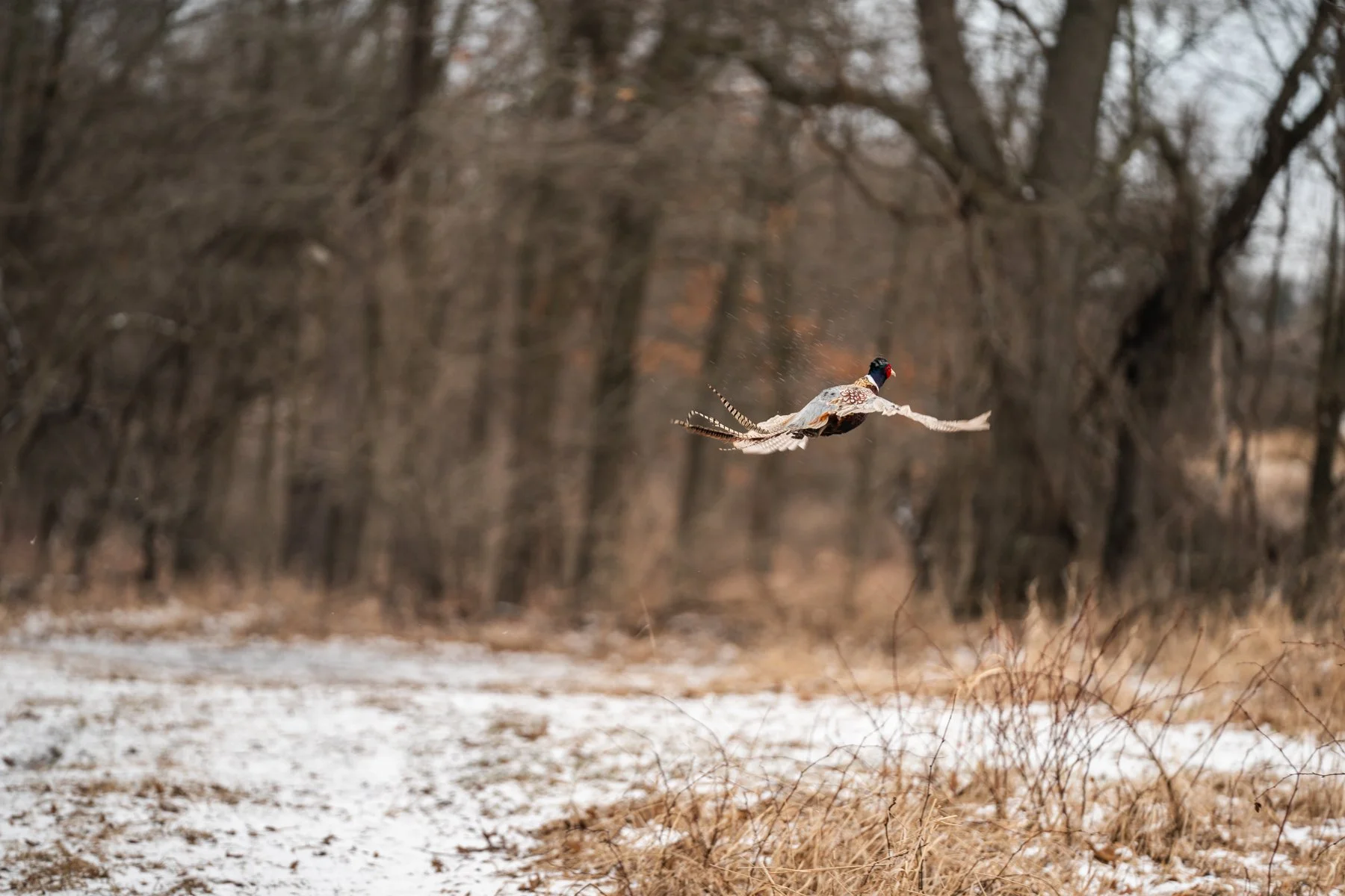 Pfeifer Proofs-39.jpg