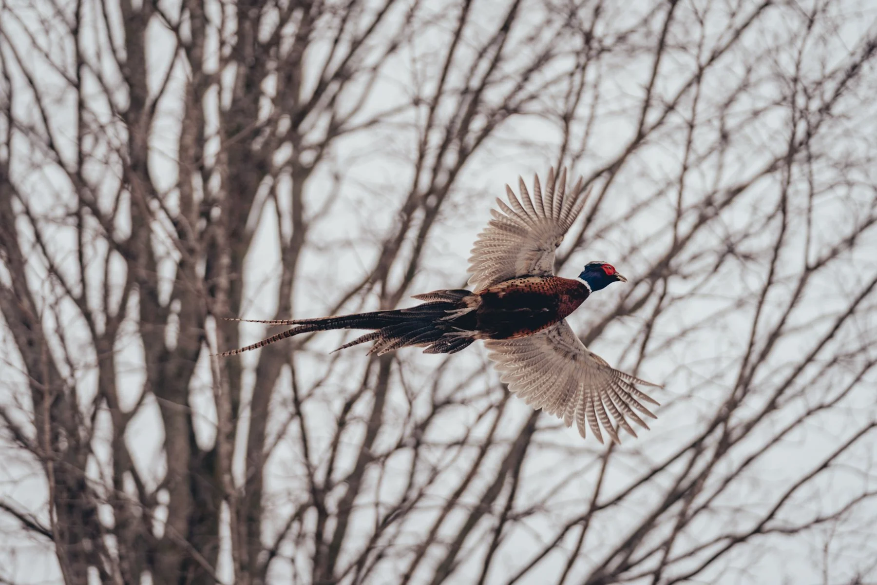 Pfeifer Proofs-38.jpg