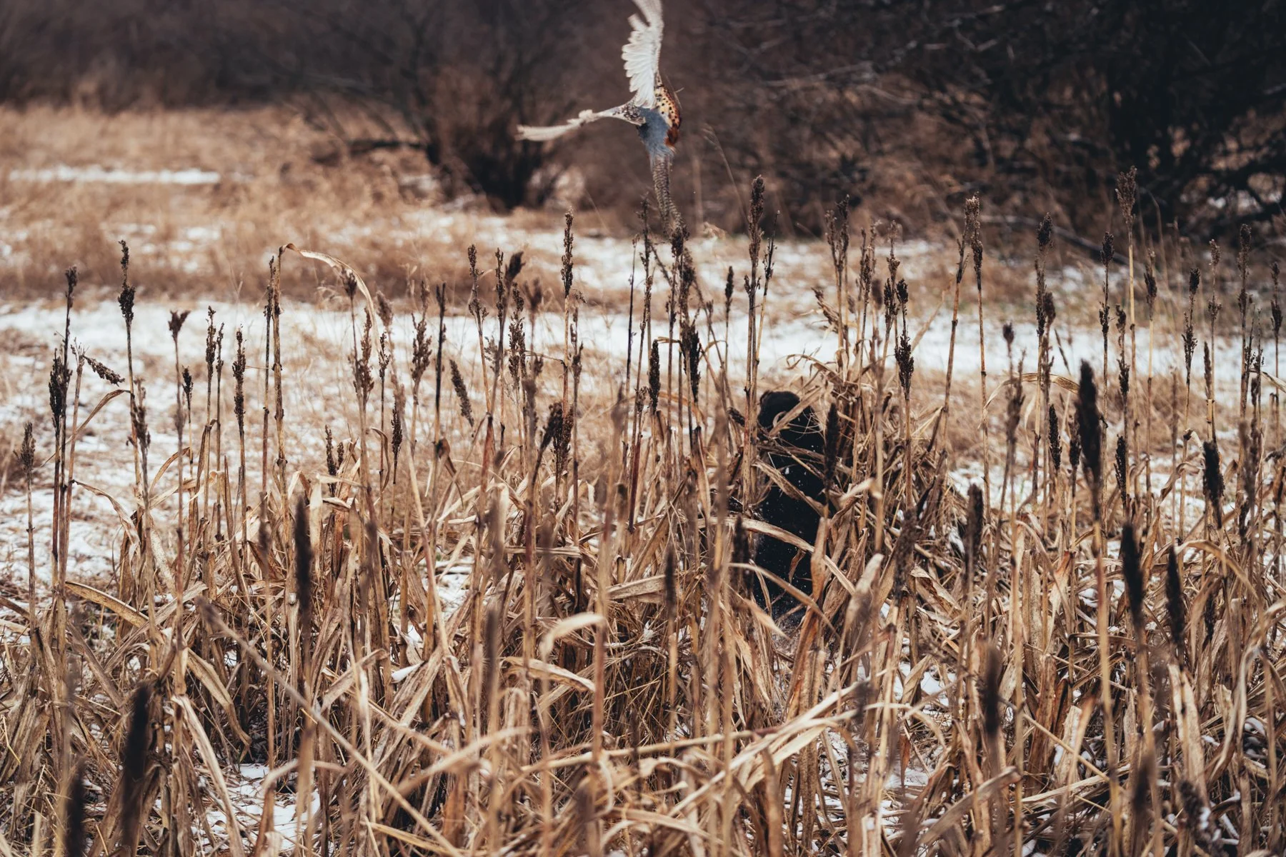 Pfeifer Proofs-34.jpg