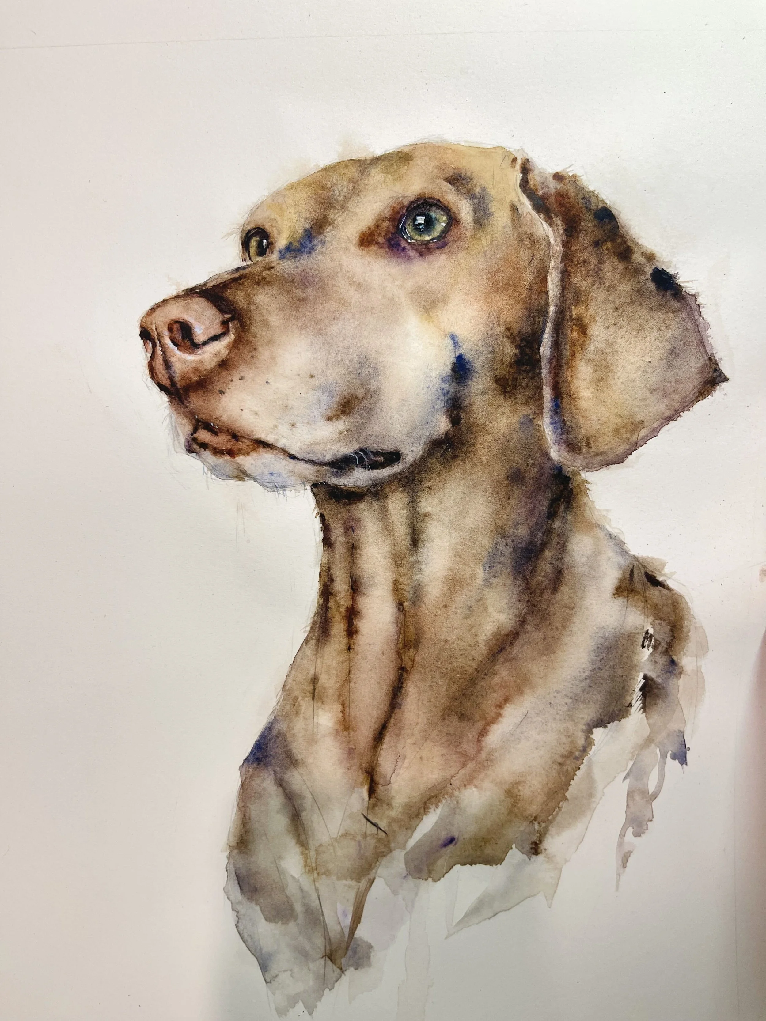 Custom watercolor portrait of a brown dog in side profile