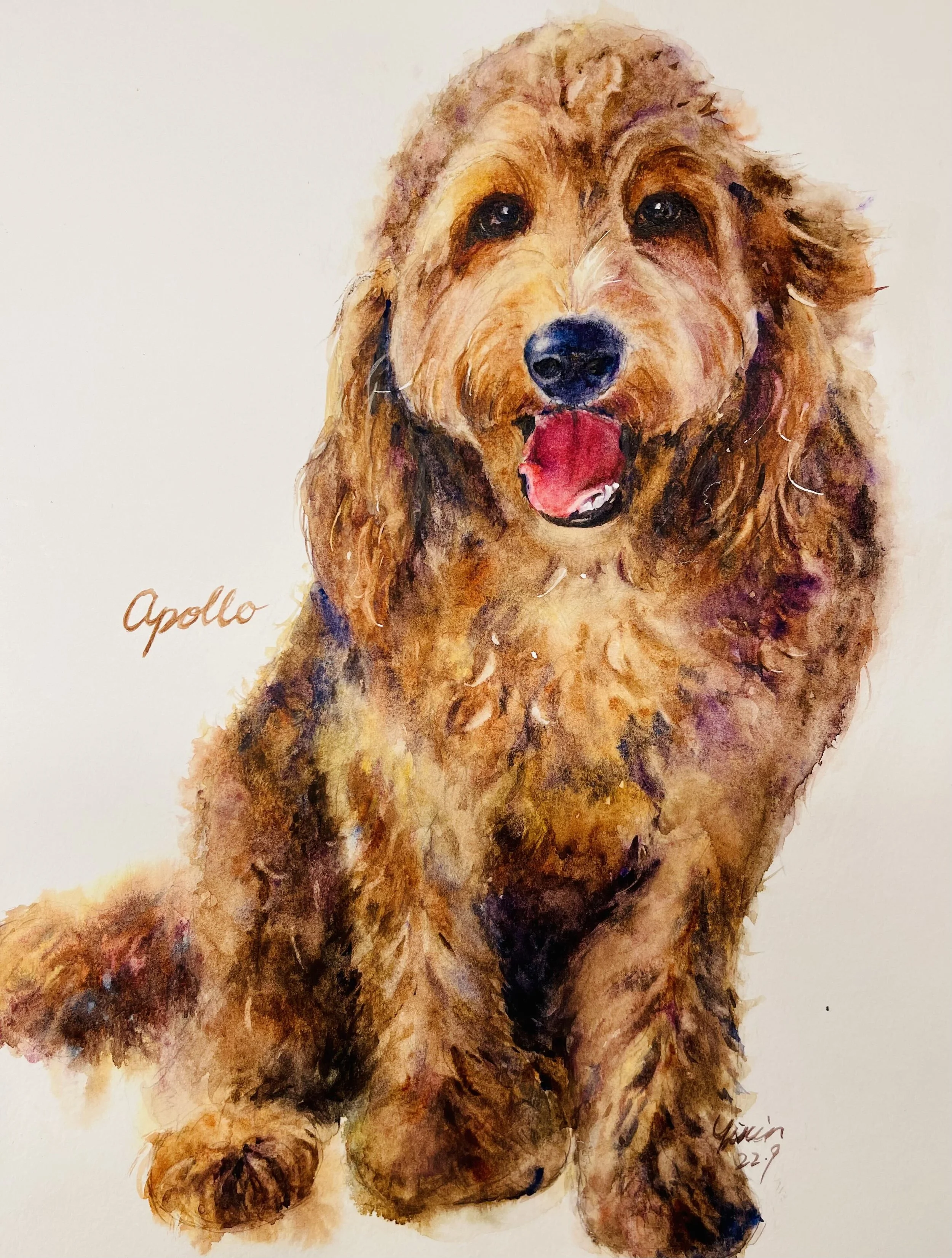 Pet Portraits