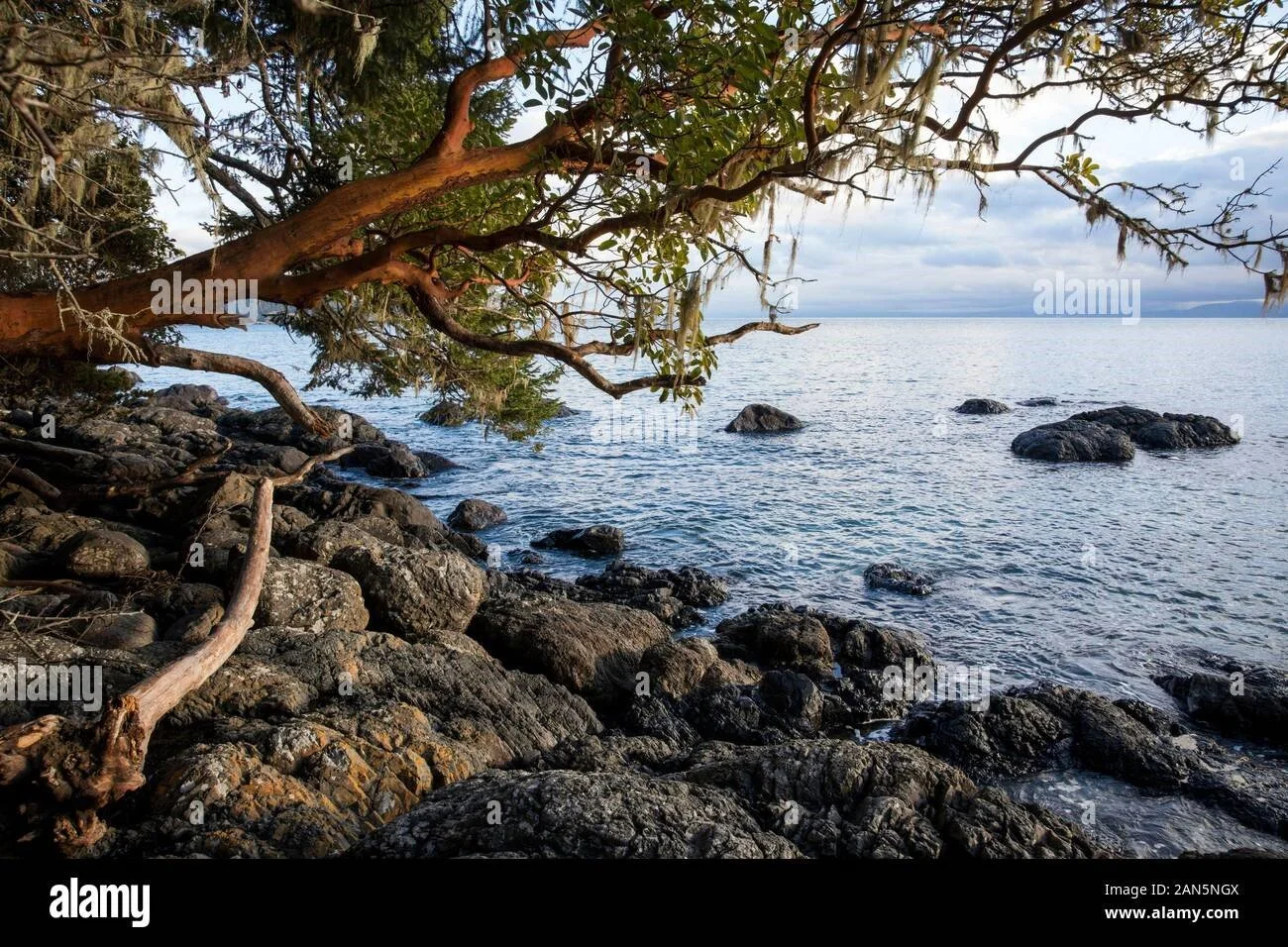 ARBUTUS PHOTO.jpg