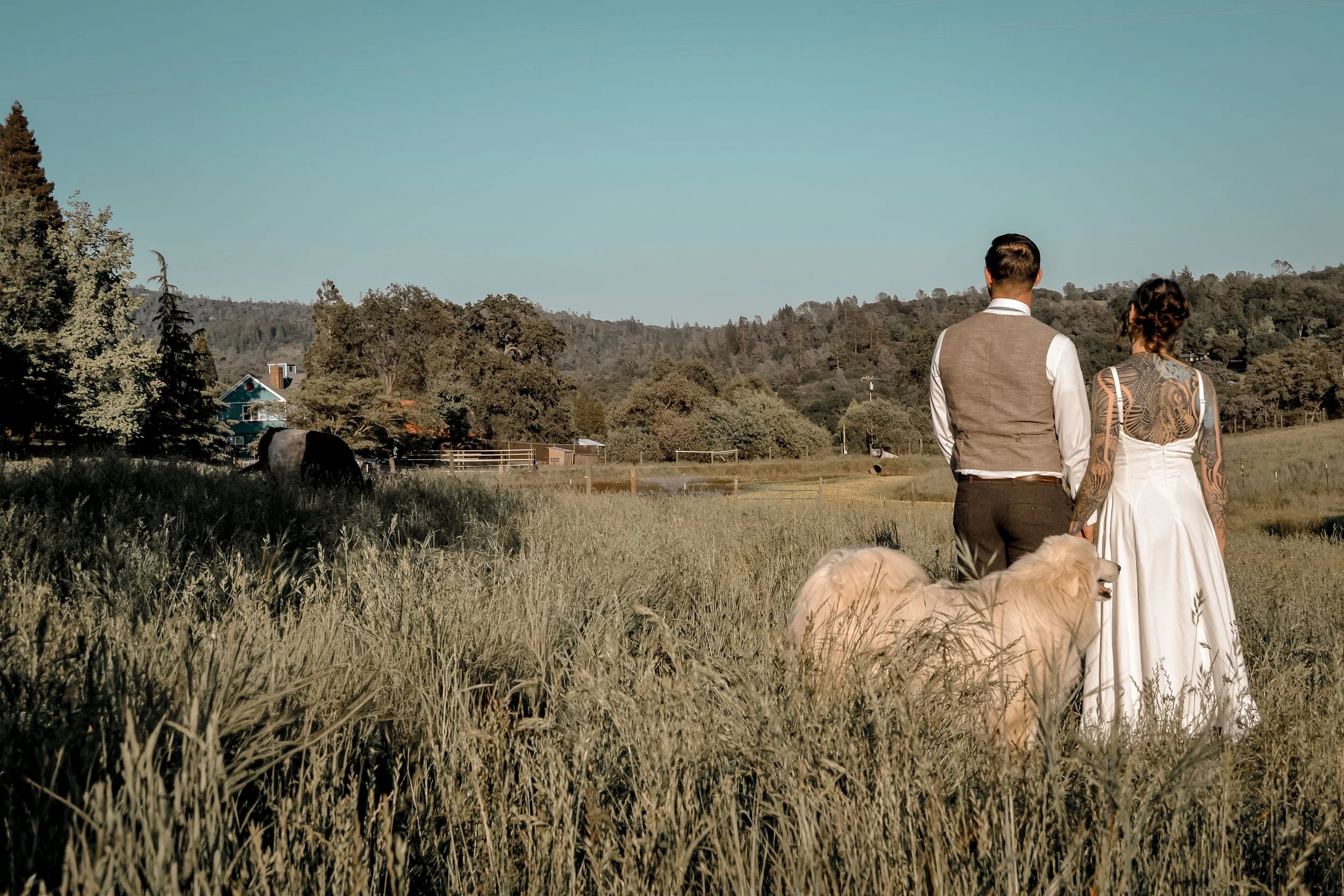 A man and woman dressed in wedding attire walking through a grassy field with large dogs, with trees, houses, and hills in the background under a clear blue sky.
