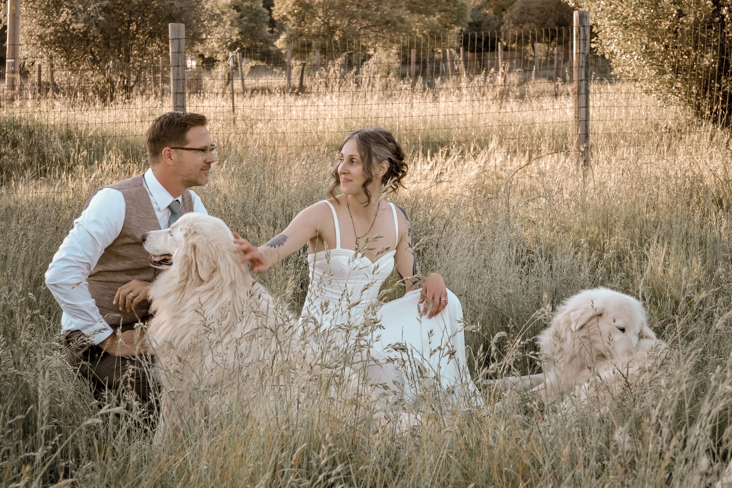 A man and woman sitting on grass in a field with golden tall grass, with two golden retrievers nearby, during sunset or late afternoon.