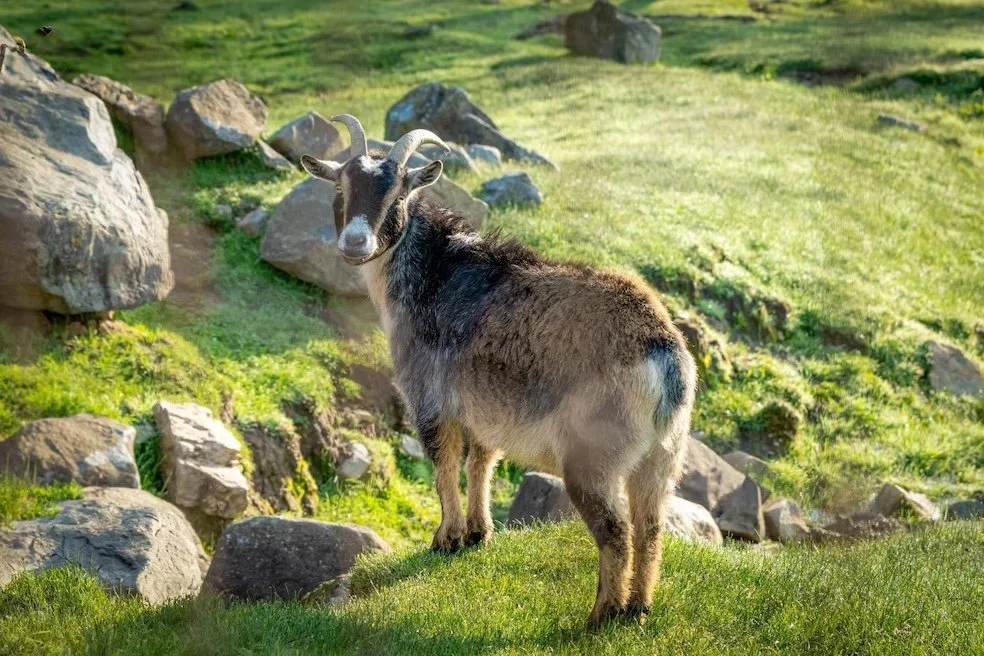 A goat standing on green grass in a rocky hillside landscape.
