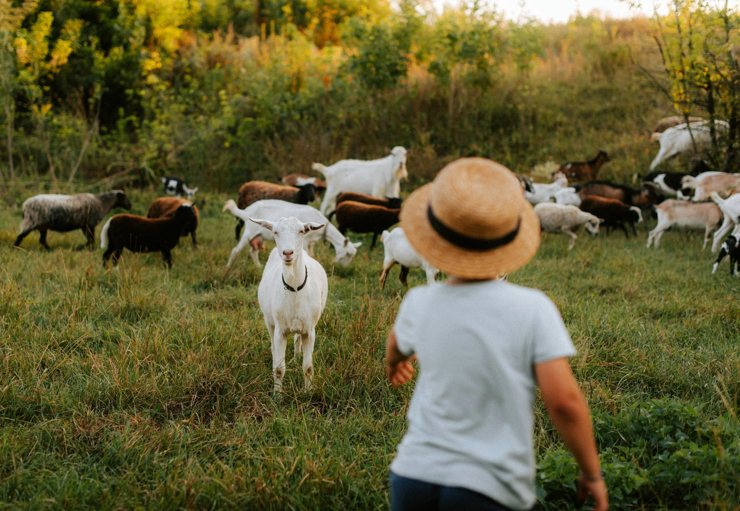 A person wearing a straw hat and white shirt walking towards a herd of goats and sheep in a grassy field with trees in the background during autumn.