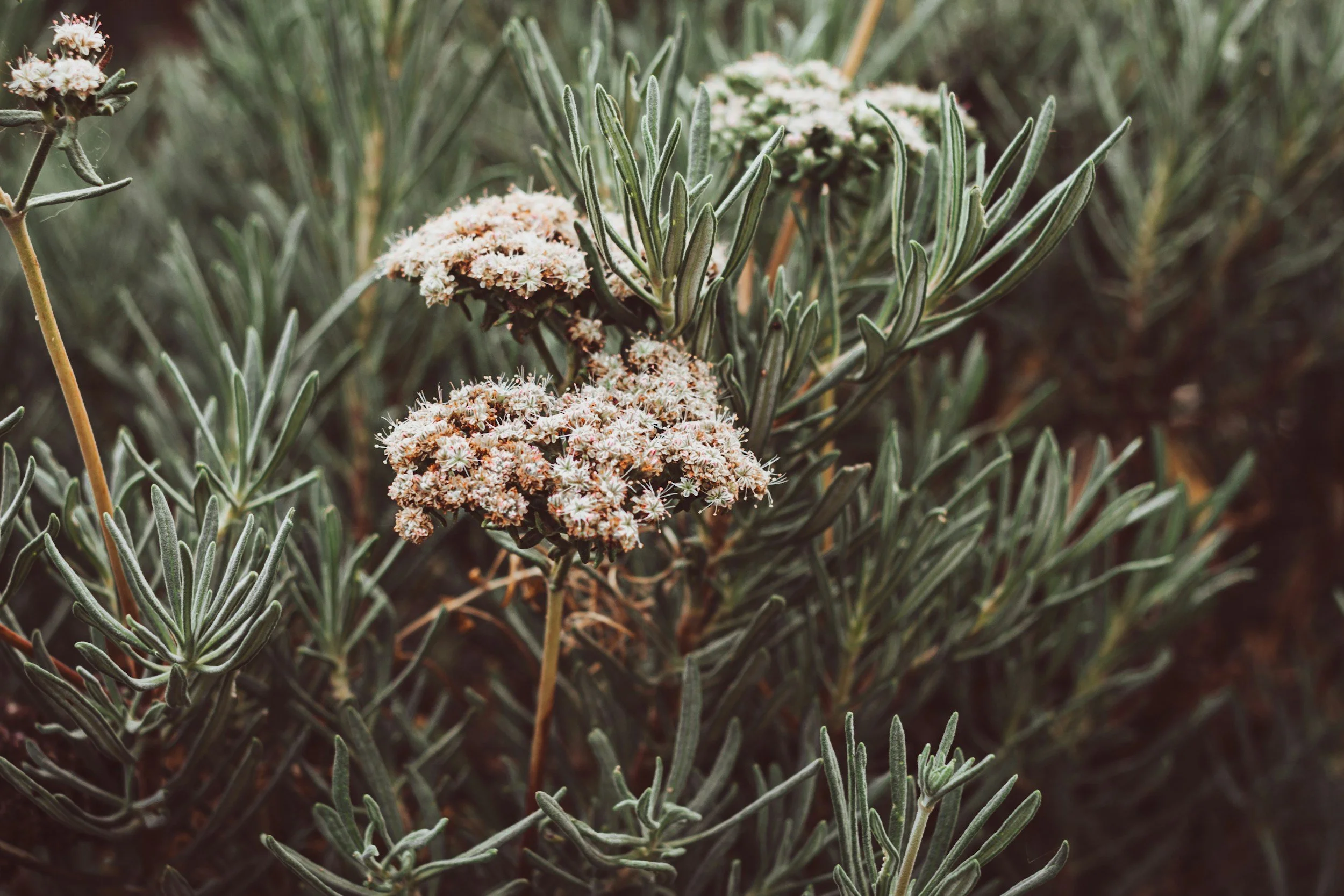 Close-up of lavender plant with green, narrow leaves and clusters of small, pale pinkish-white flowers