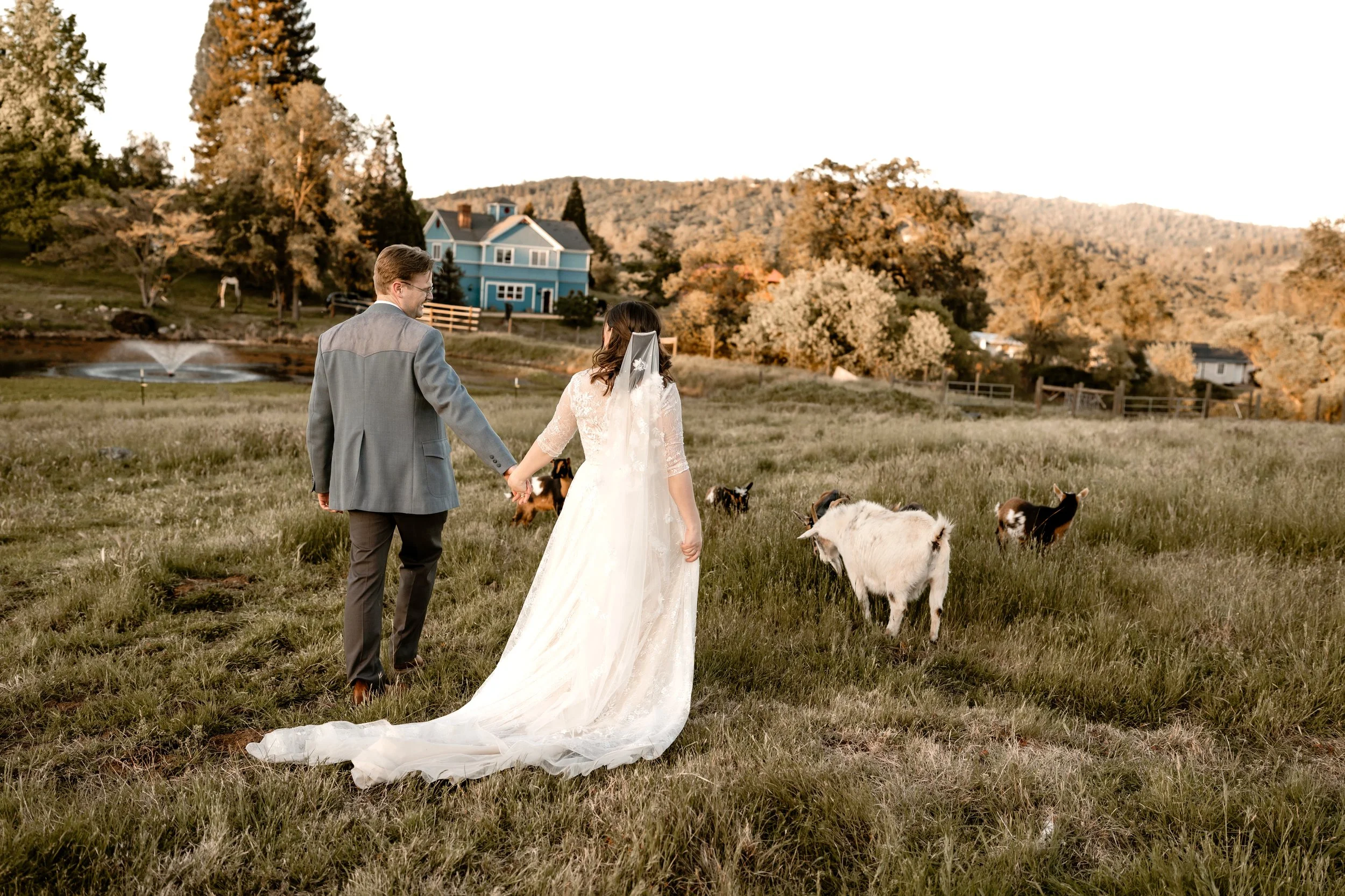 A bride and groom walking hand-in-hand through a grassy field with goats, rural houses, and trees in the background during sunset.