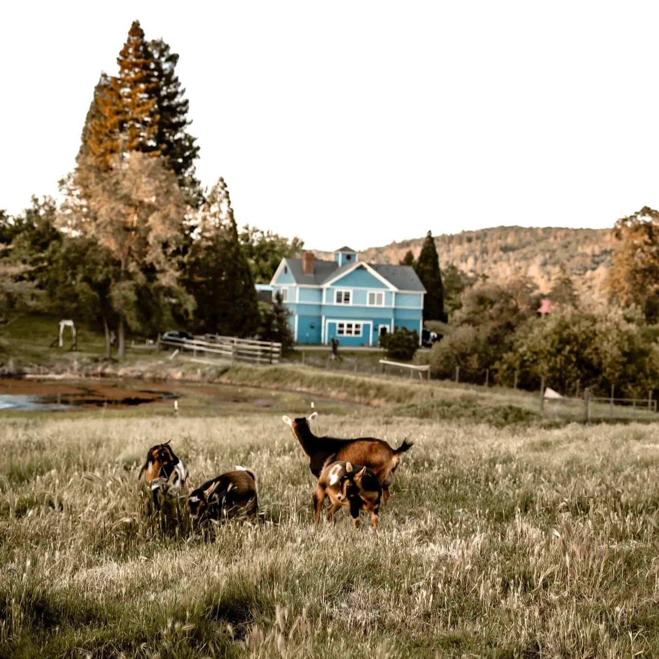A farm scene with a grassy field, goats grazing, a blue house in the background, and trees and hills surrounding the area.