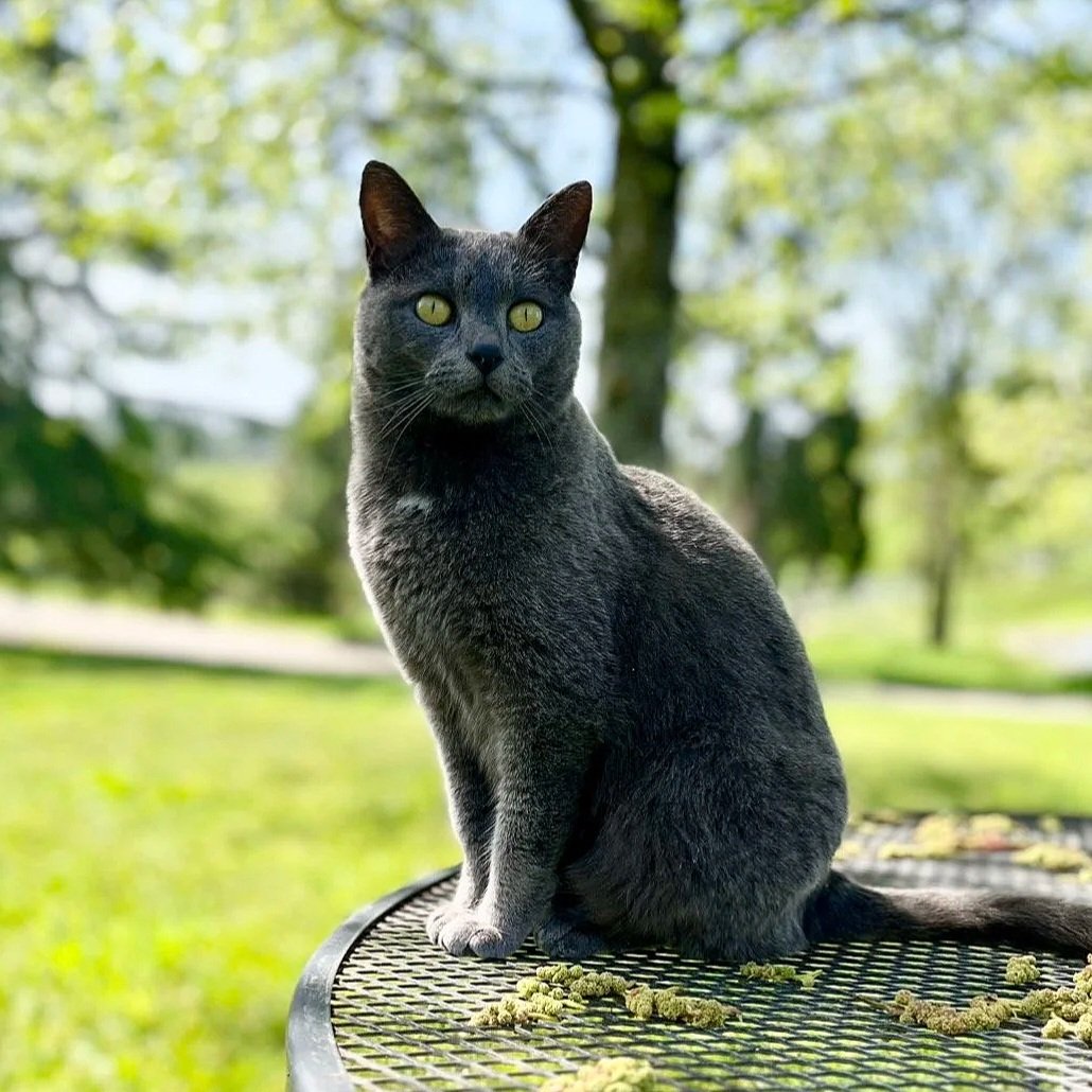 A black cat sitting on a park table with green trees and grass in the background.
