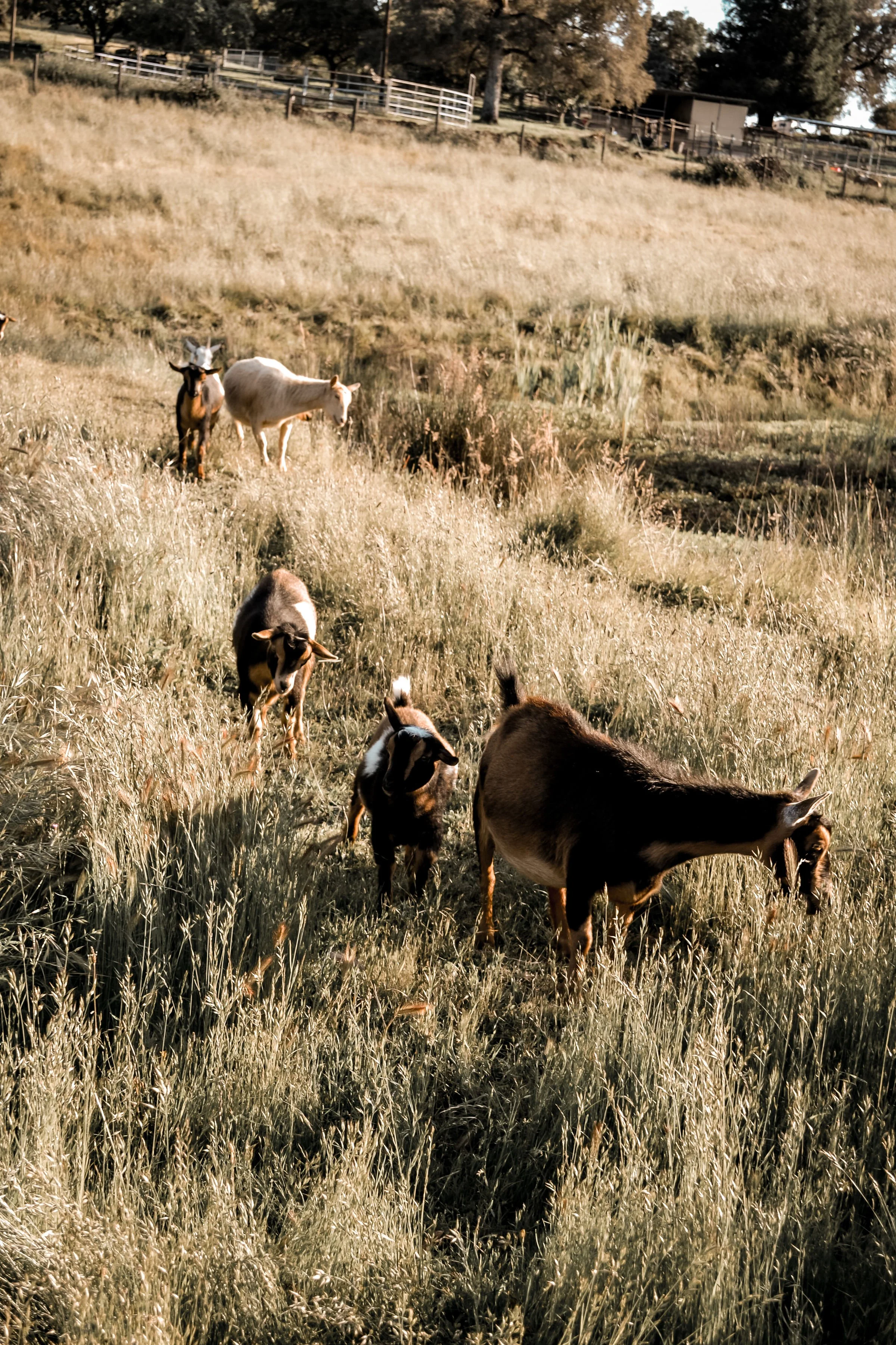 A group of goats grazing in a grassy field with fencing and trees in the background.