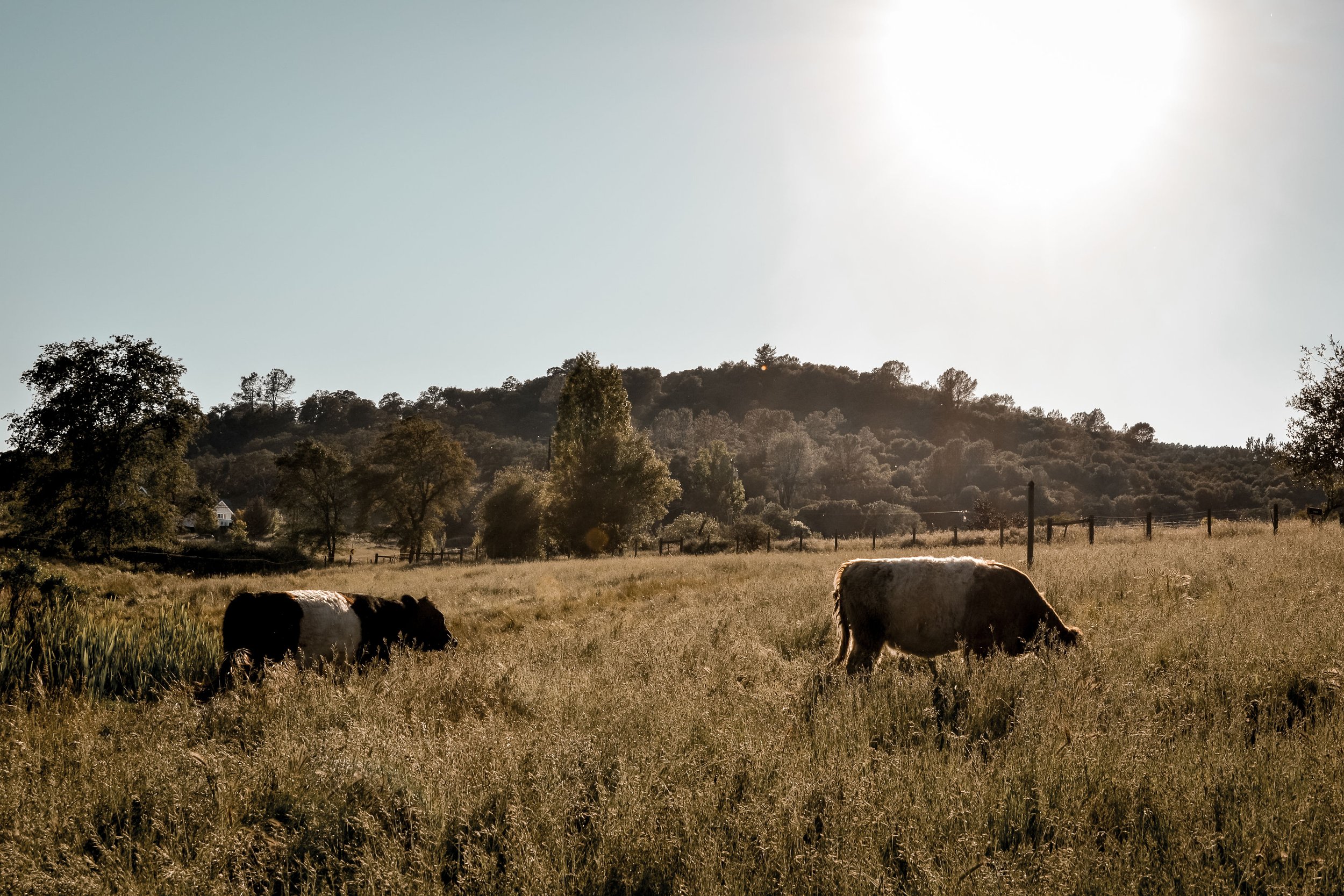 A rural scene with grassy field, grazing cows, trees, and a hill in the background under bright sunlight.