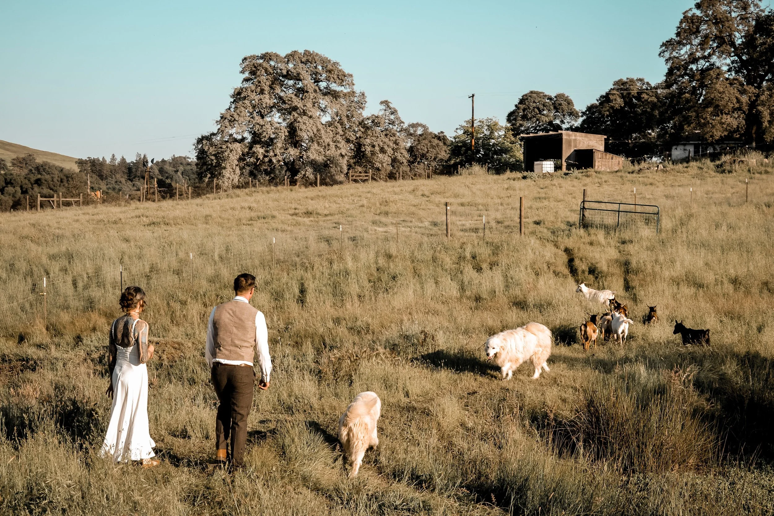 Two people walking through a grassy farm field with dogs, surrounded by trees, a small wooden shed, and a fence, under a clear sky.