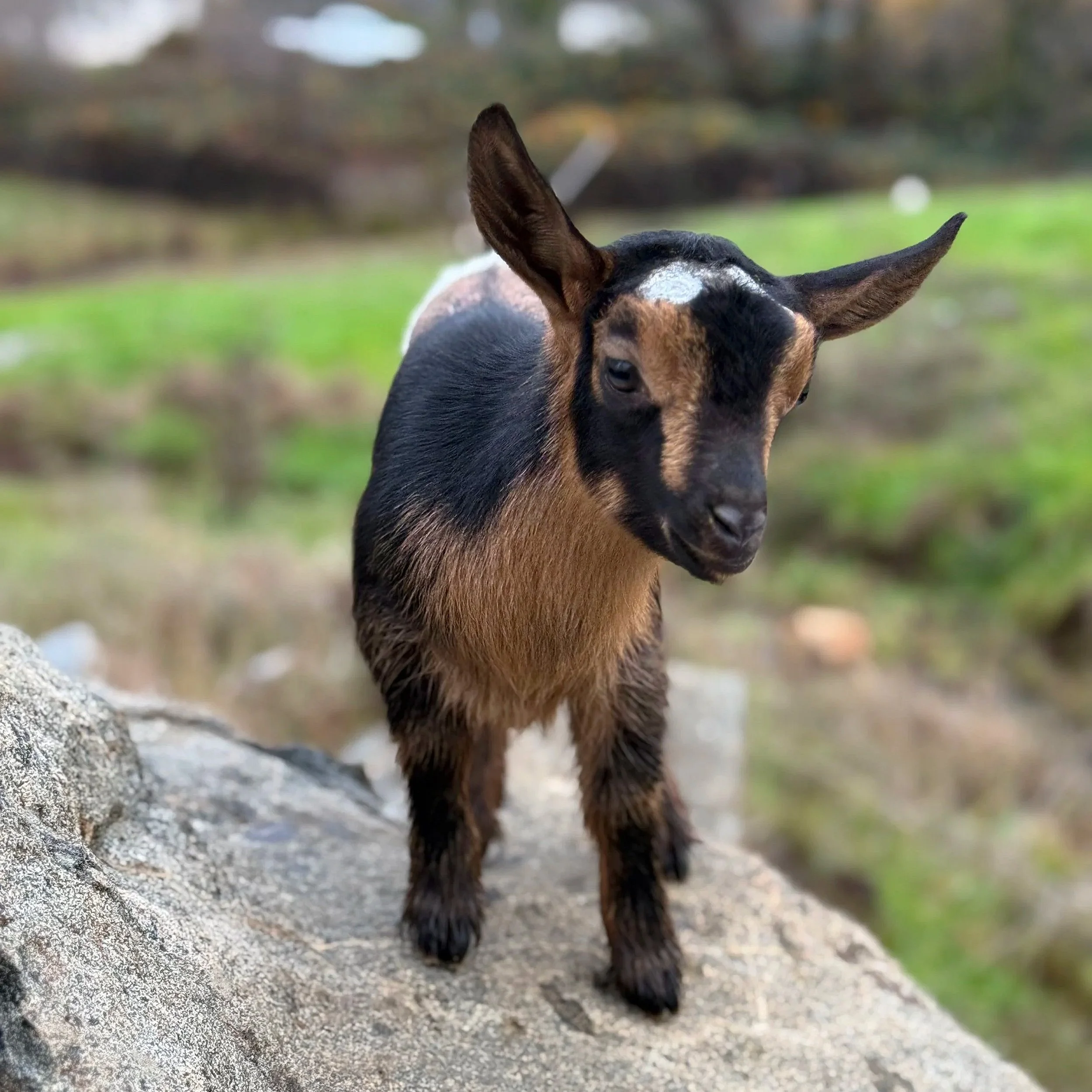 A young goat with black and brown fur standing outdoors on a stone surface with a blurred green background.