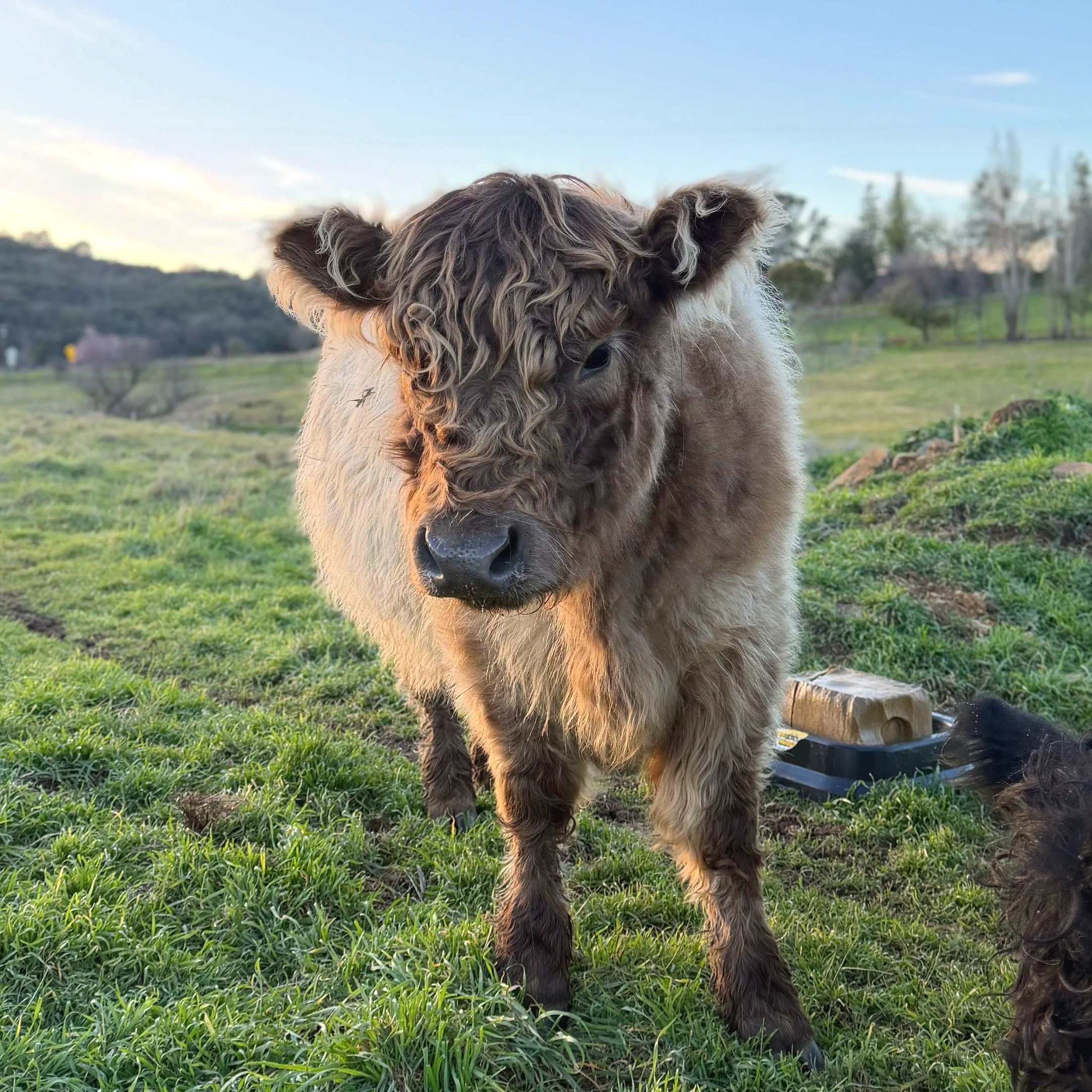A close-up of a brown and cream colored cow with curly hair on its head, standing in a green pasture with trees and a blue sky in the background.