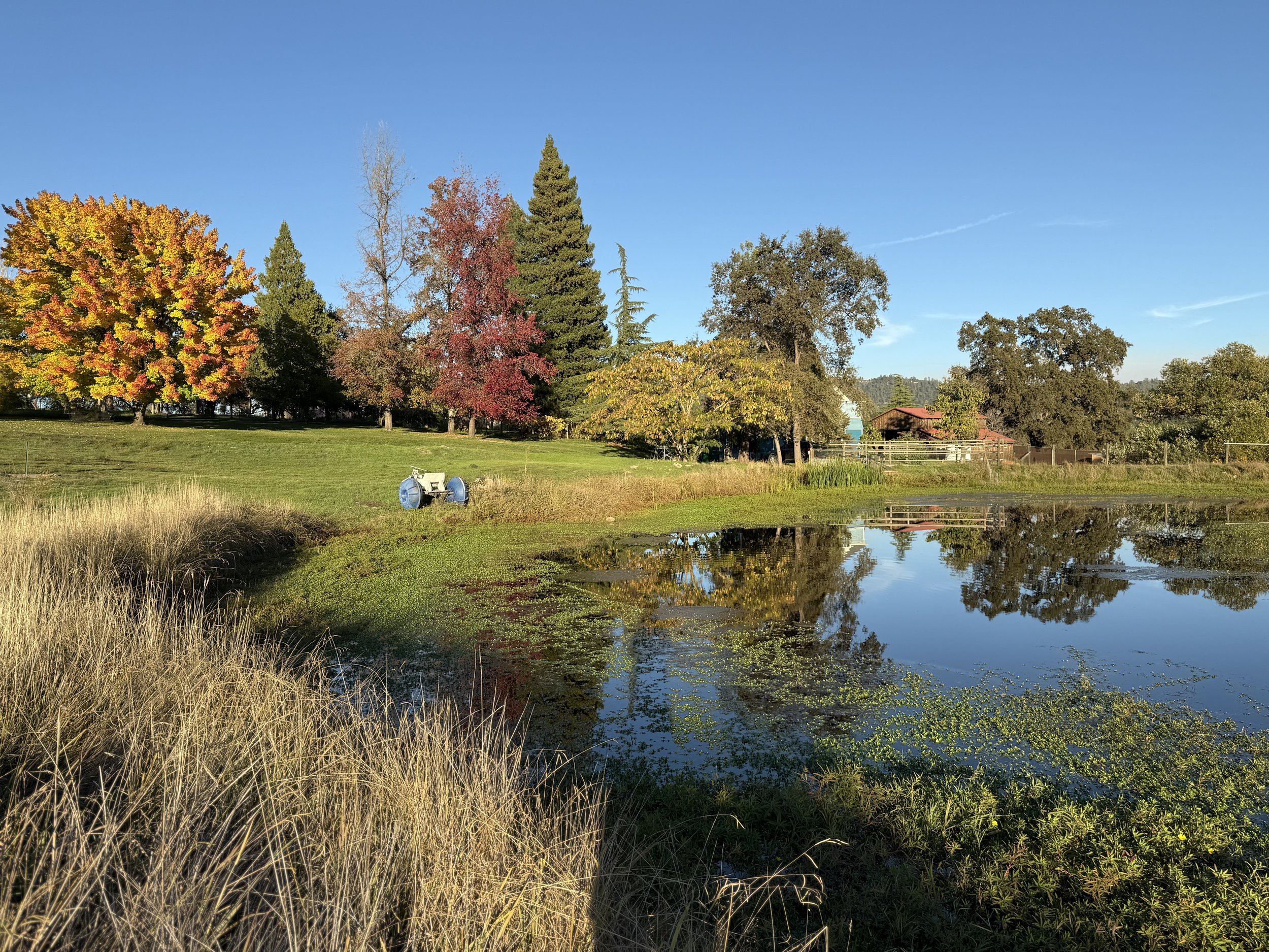 A scenic pond surrounded by grass and trees with colorful autumn foliage, under a clear blue sky.