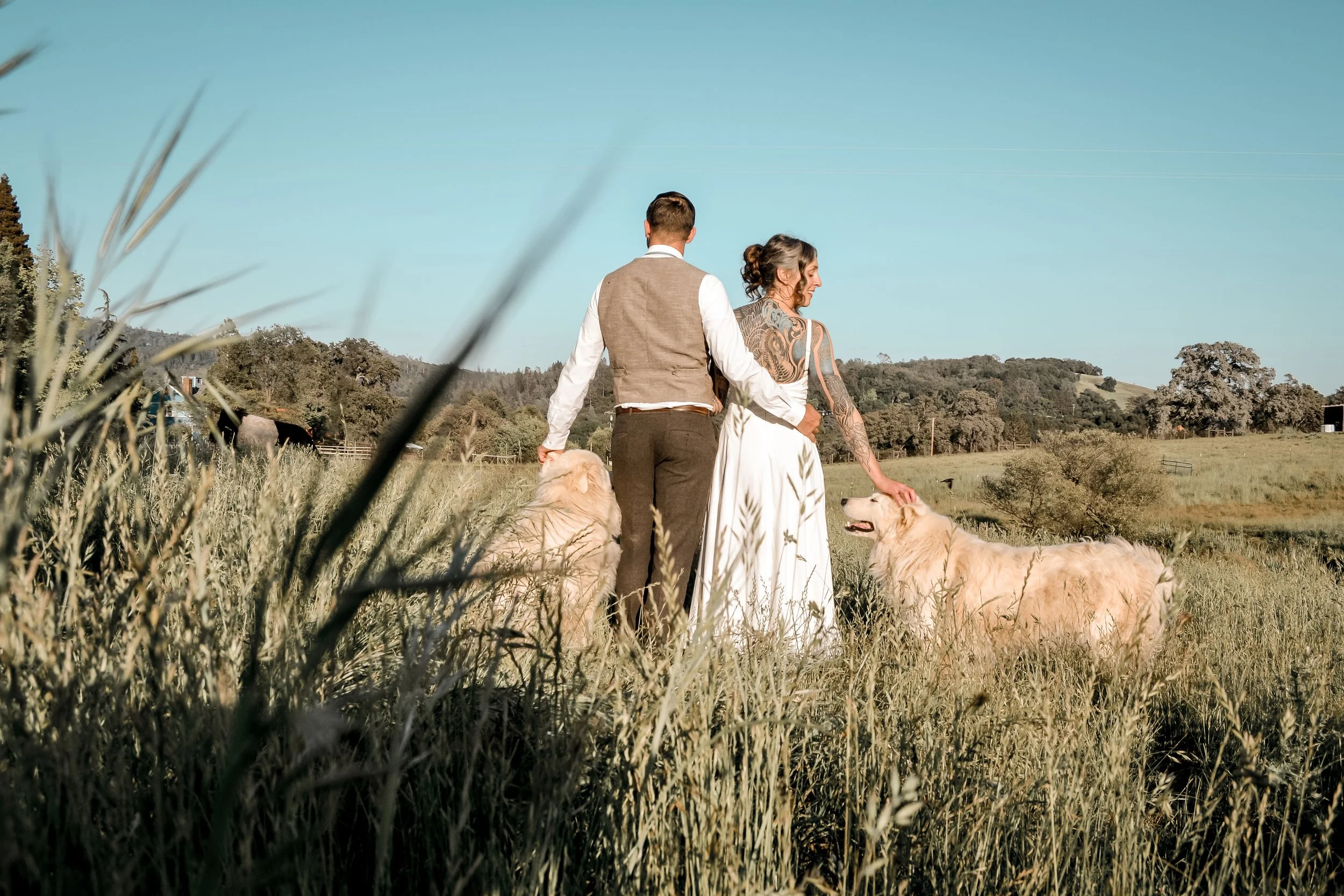 A couple in wedding attire walking with two golden retrievers in a grassy field under a clear blue sky, with trees and hills in the background.