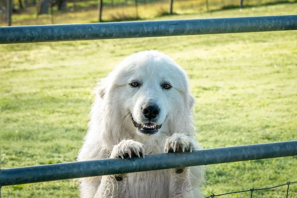 A white dog with blue eyes resting its front paws on the top of a metal fence, looking at the camera.