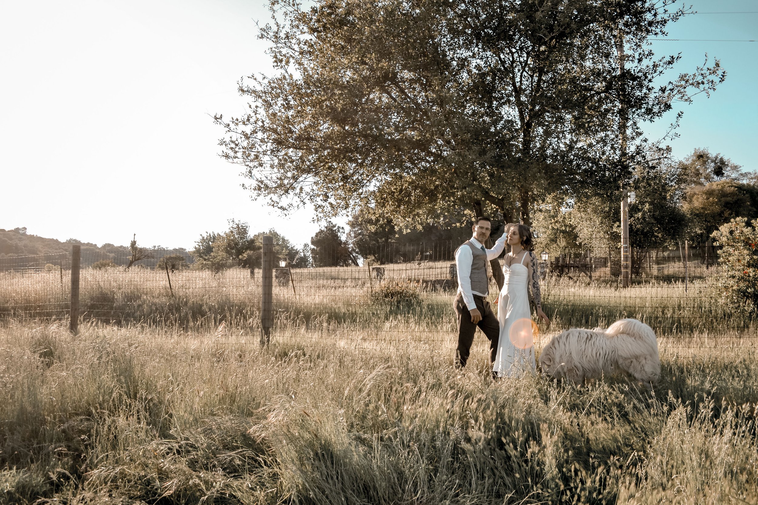 A couple dressed in wedding attire standing in a grassy field with trees, a fence, and large white dog in the foreground, during sunset.