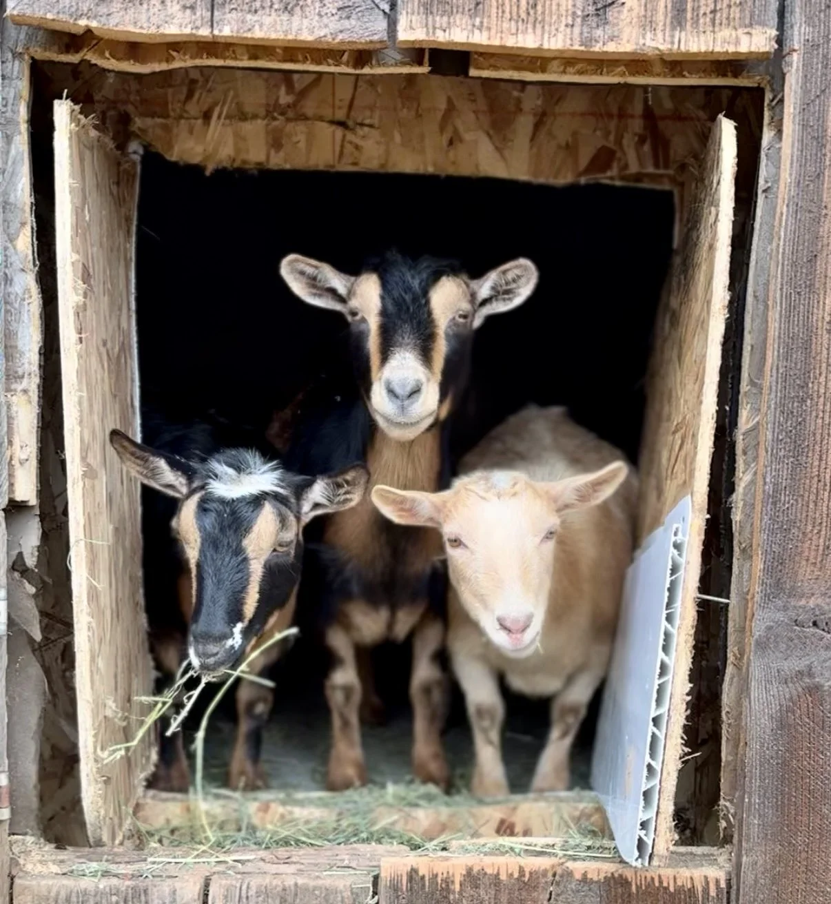 Three baby goats inside a wooden enclosure, with one eating hay and the other two looking outward.