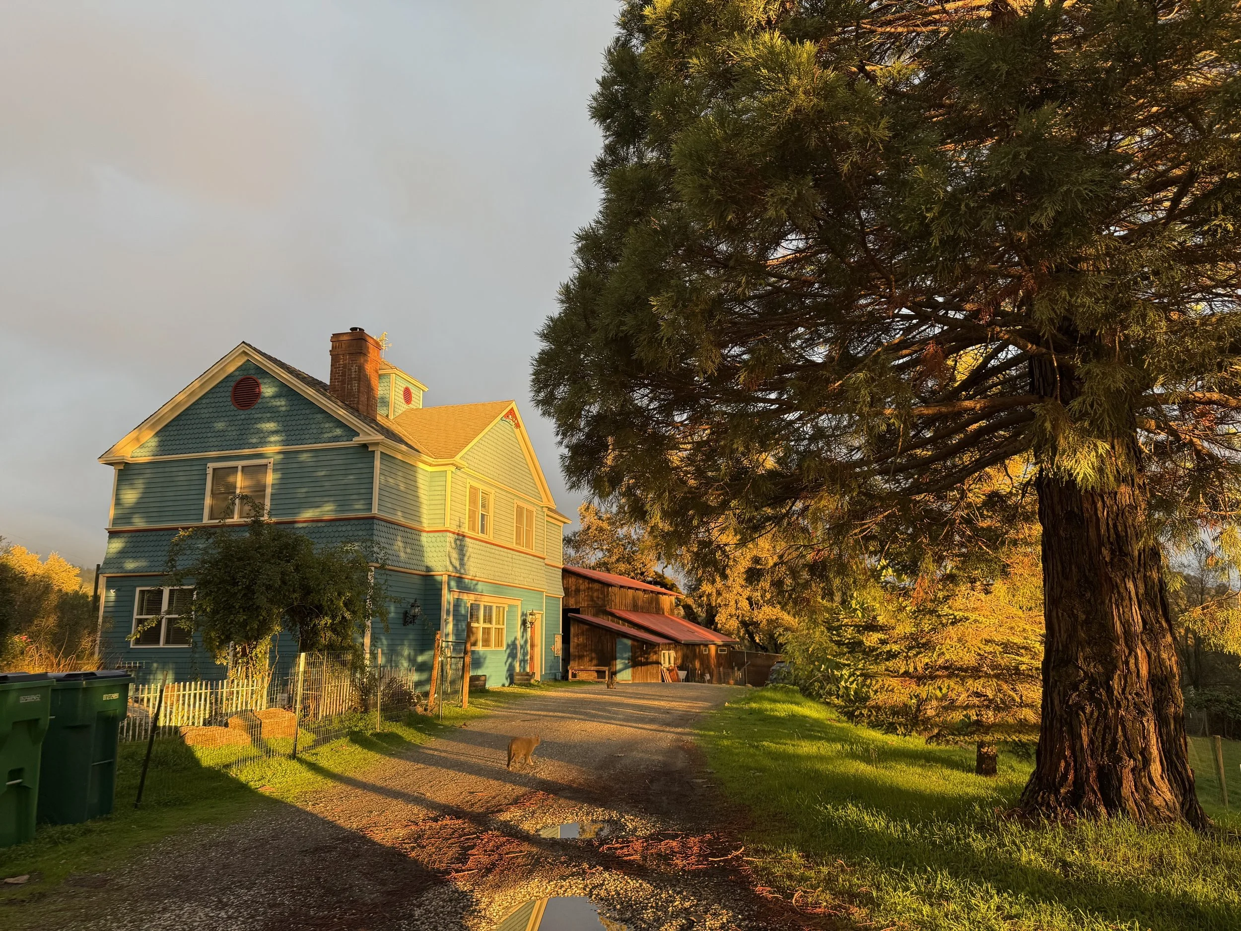 A rural house painted in blue with a steep yellow roof, surrounded by green grass and trees, during sunset with long shadows and warm golden light.