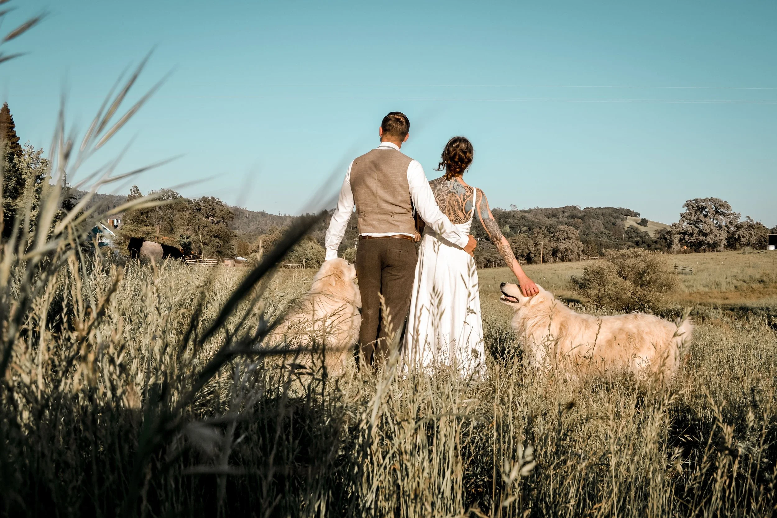 A couple dressed in wedding attire walking in a field with two golden retrievers, with hills, trees, and blue sky in the background.