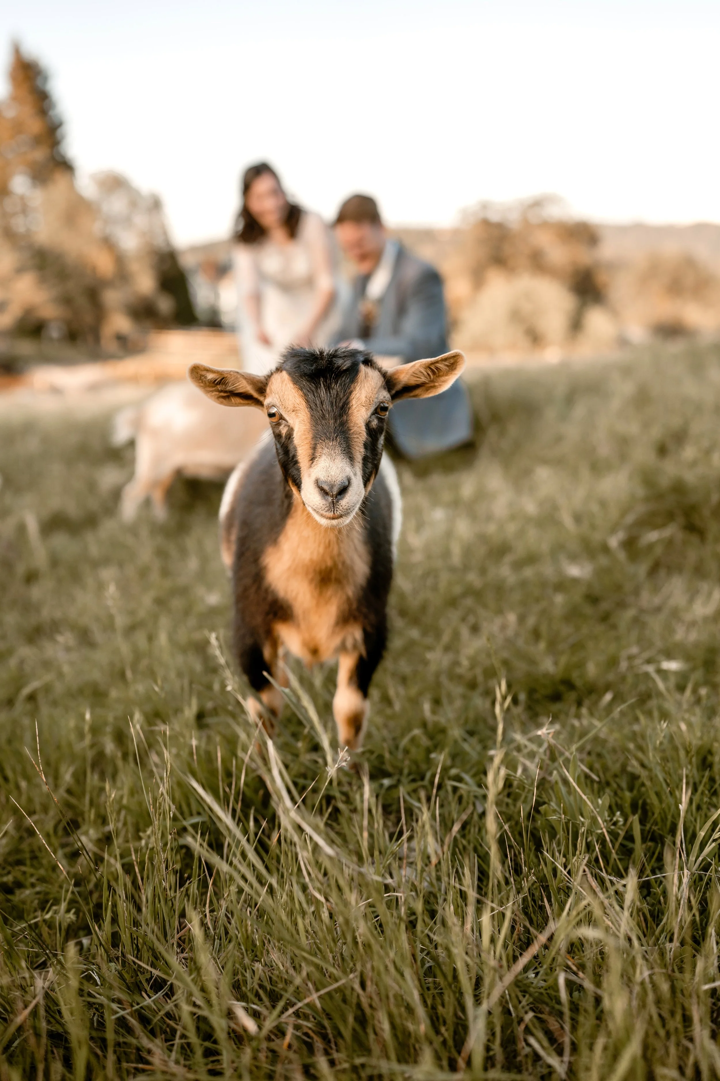 A goat standing on green grass in a rocky hillside landscape.